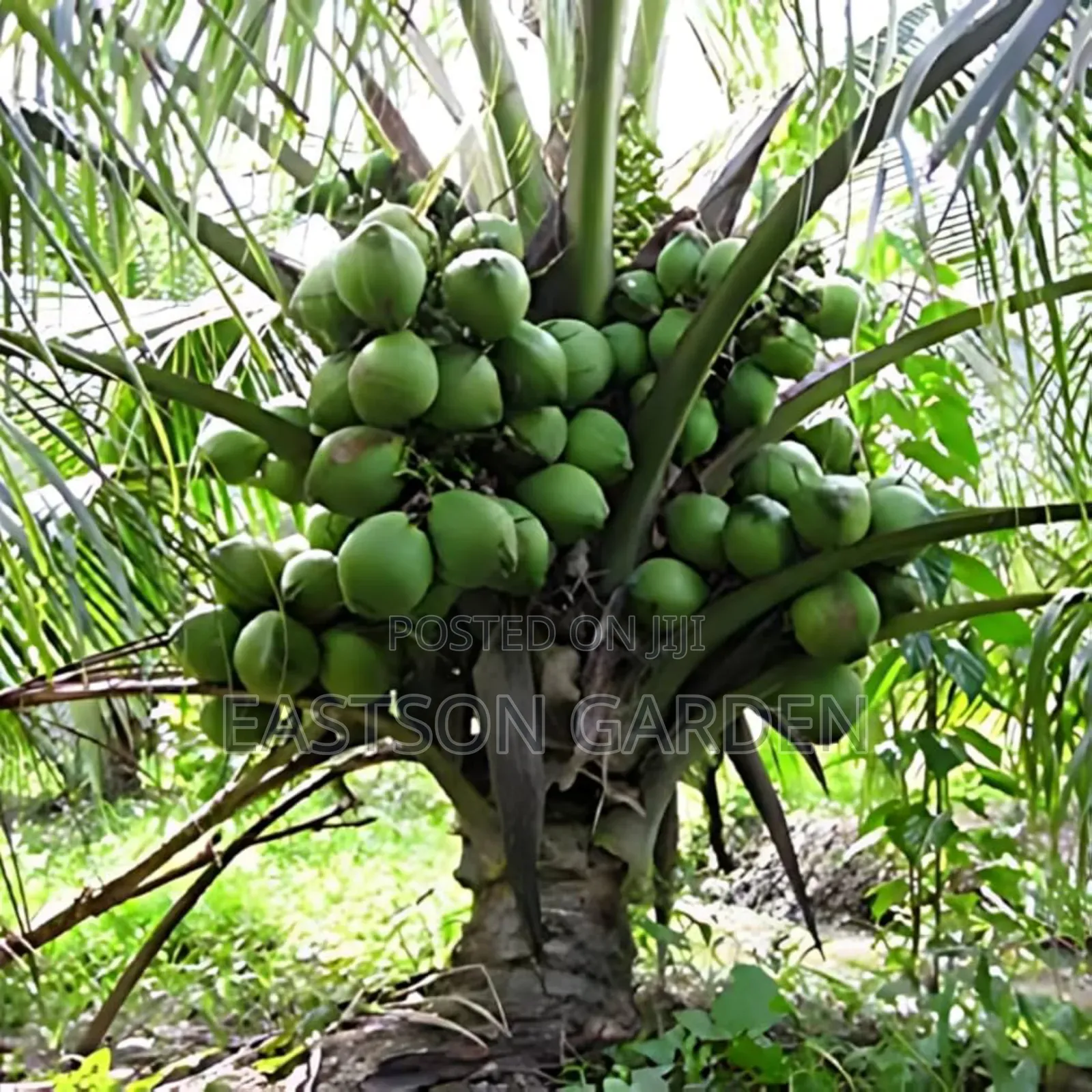 Brazilian Dwarf Coconut Seedlings