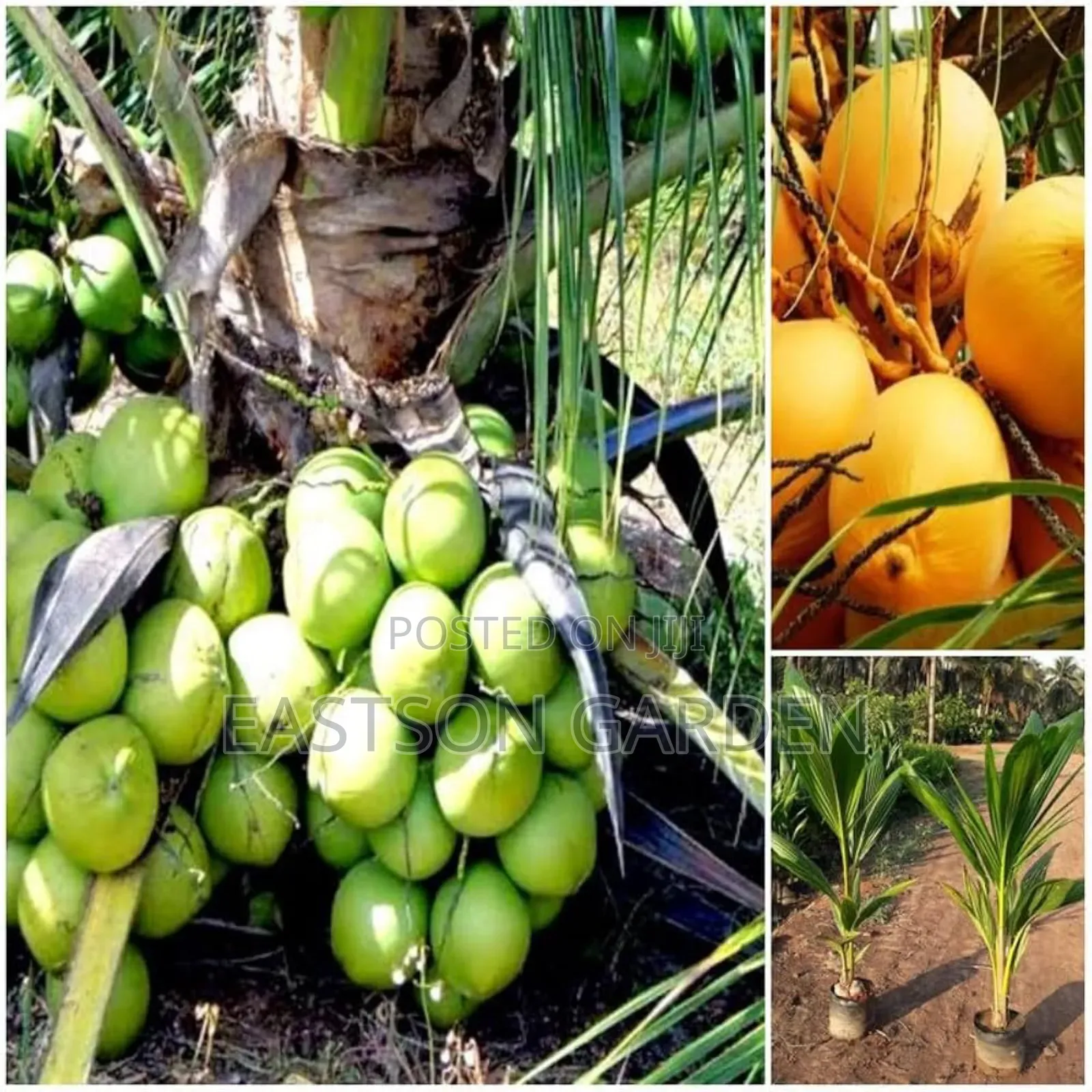 Brazilian Dwarf Coconut Seedlings