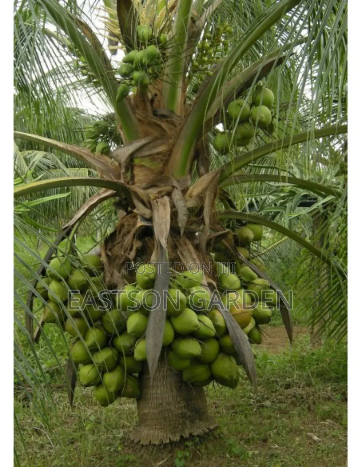 Brazilian Dwarf Coconut Seedlings