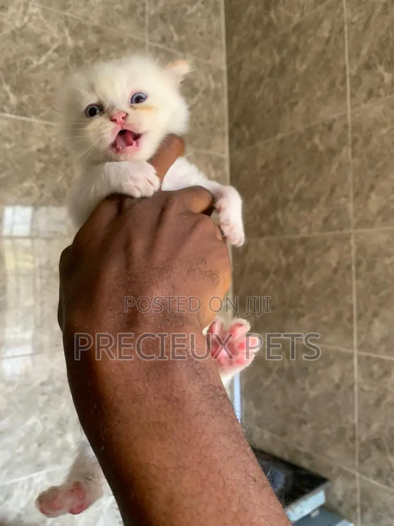 1-3 months Male Purebred Persian