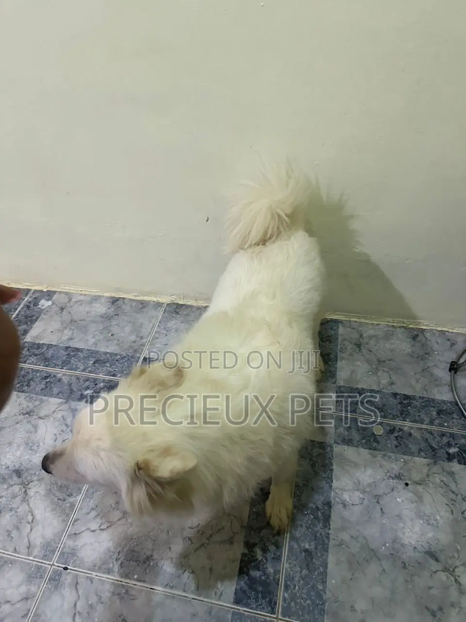 1+ year Female Purebred American Eskimo