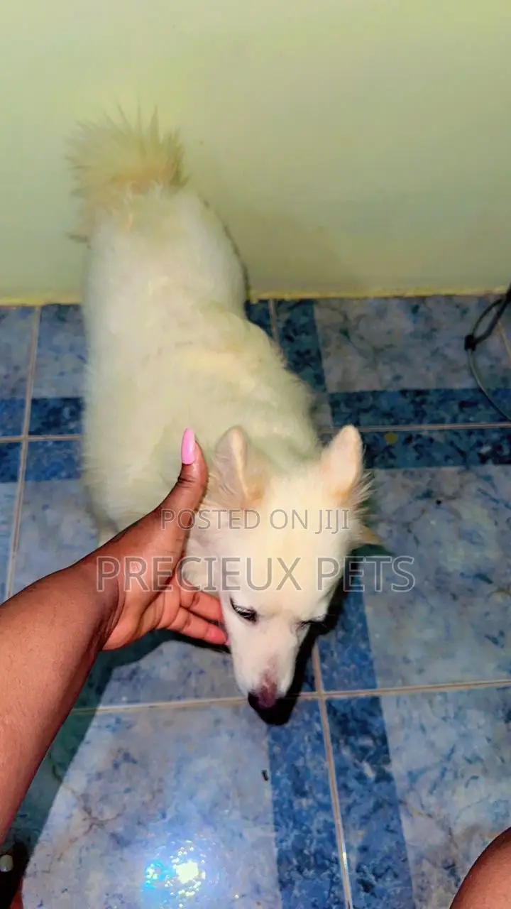 1+ year Female Purebred American Eskimo