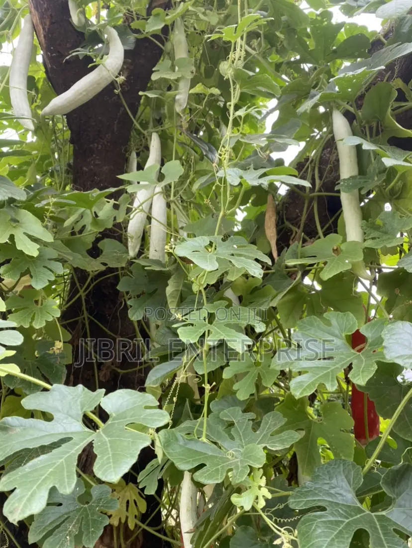 Snake Gourd Tomato Seeds