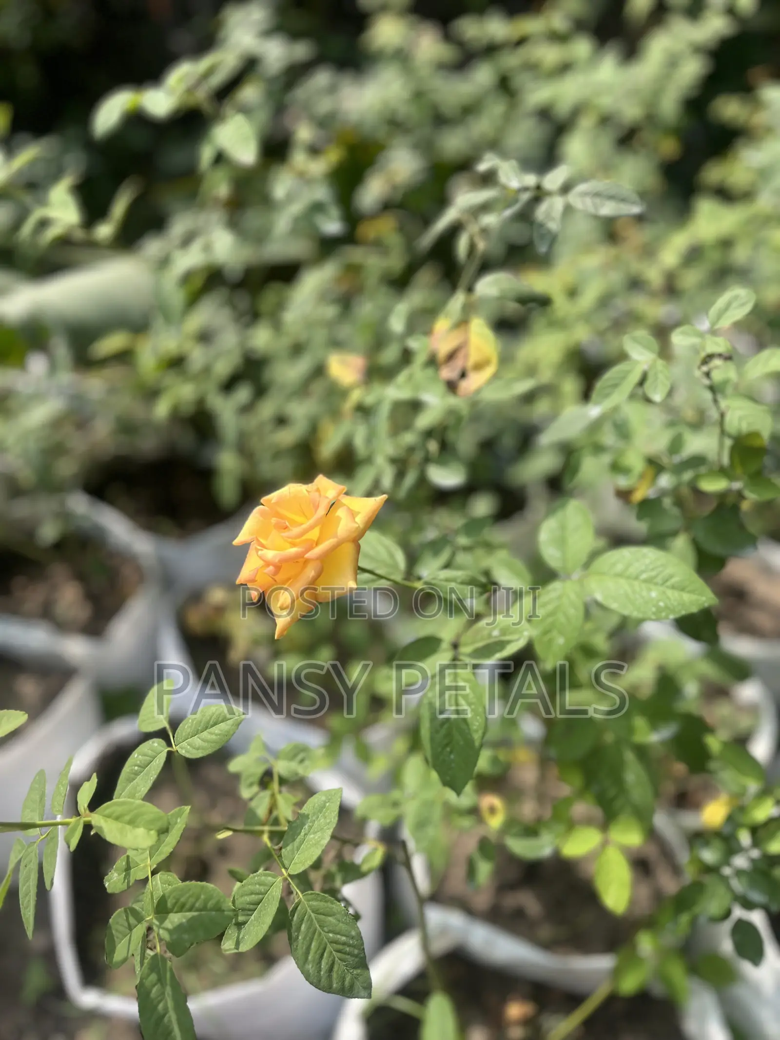 Rose Plant for Sale