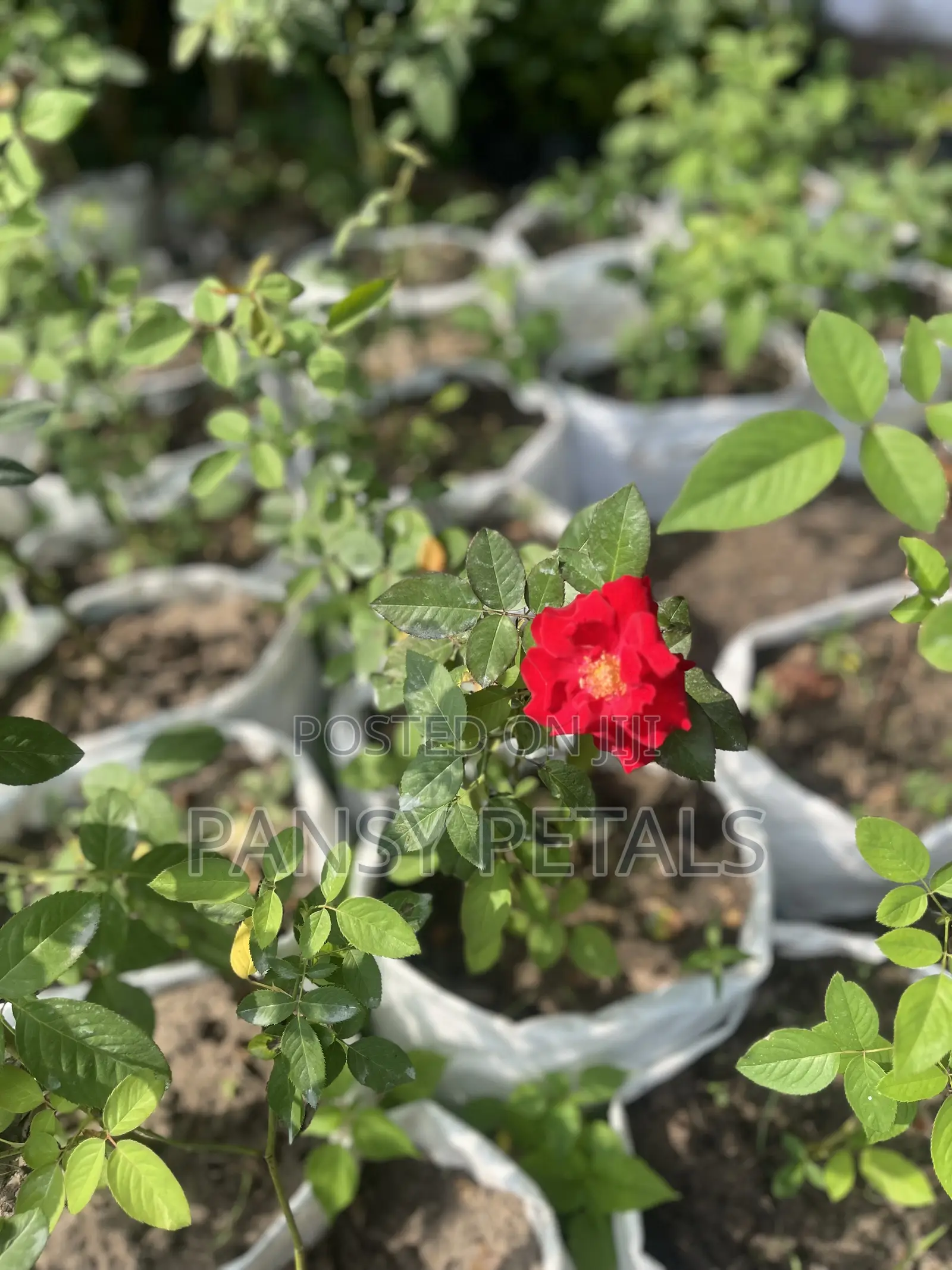 Rose Plant for Sale
