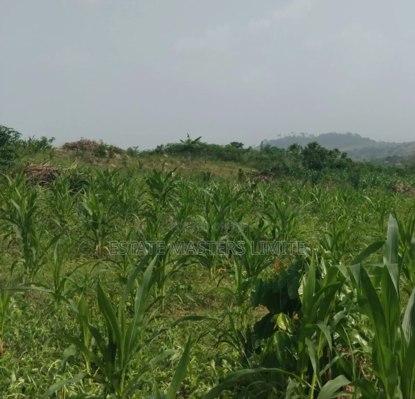 Half Plots of Land Available for Sale at Dominase