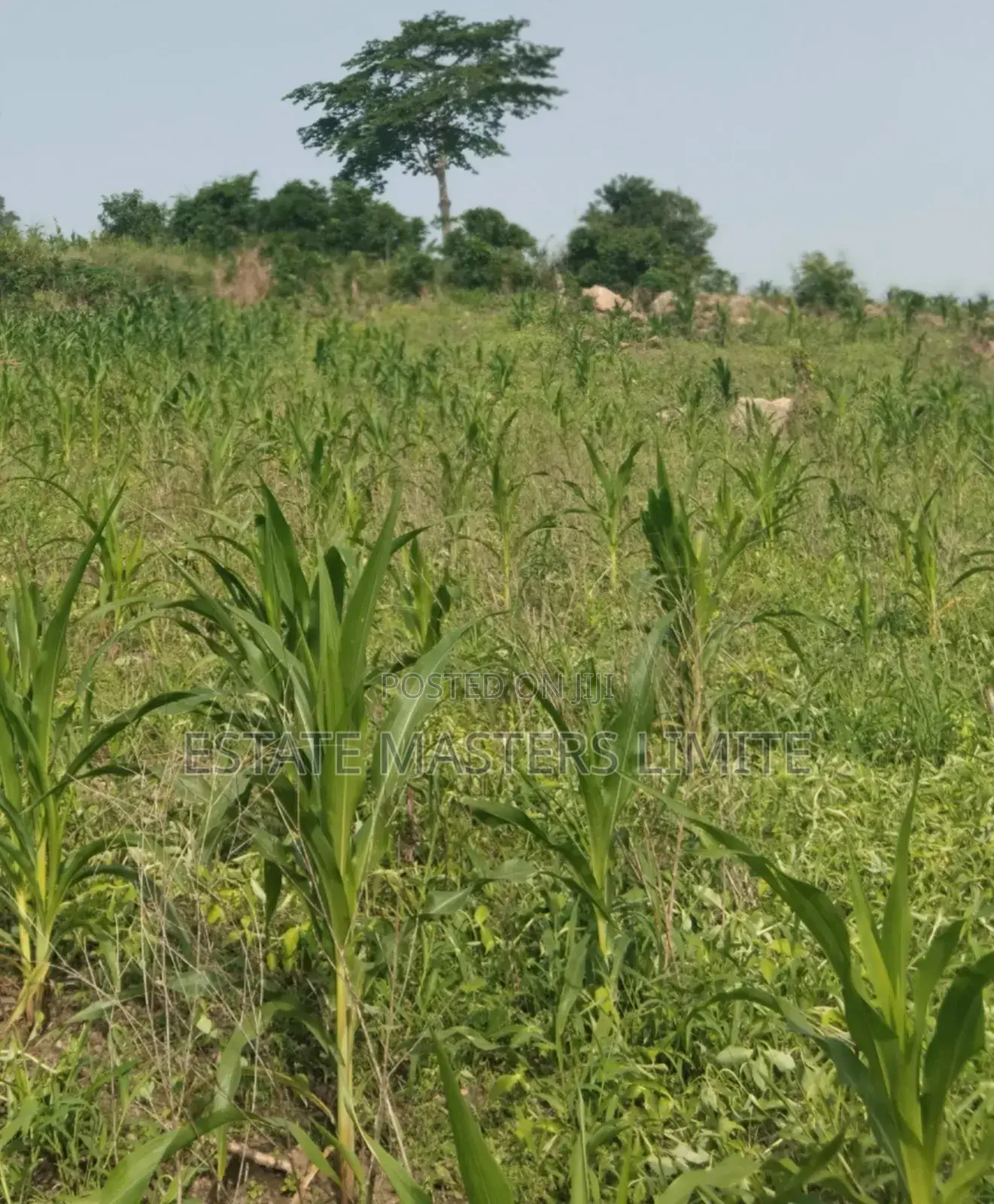 Special One and Half Plots for Sale