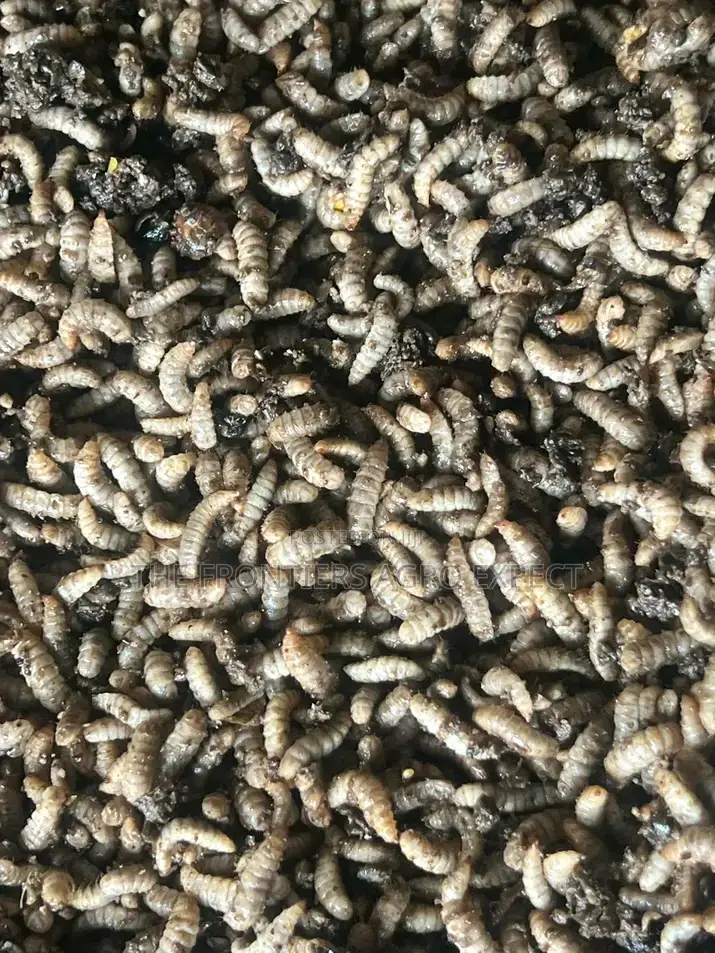 Black Soldier Fly Larvae Feed Production
