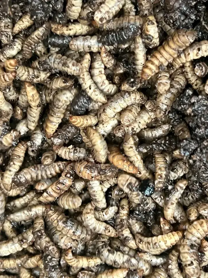 Black Soldier Fly Larvae Feed Production