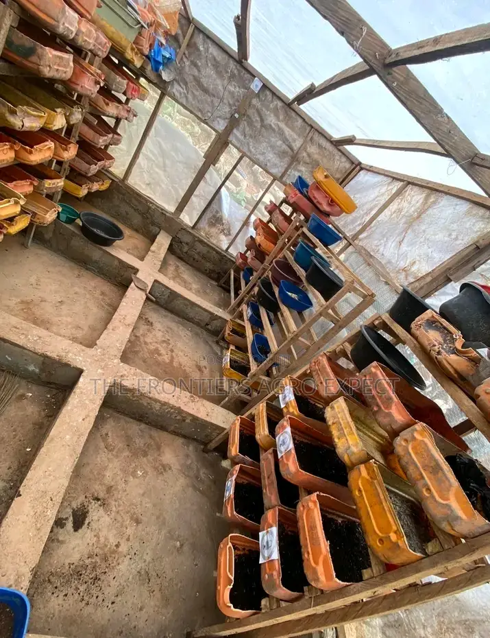 Black Soldier Fly Larvae Feed Production