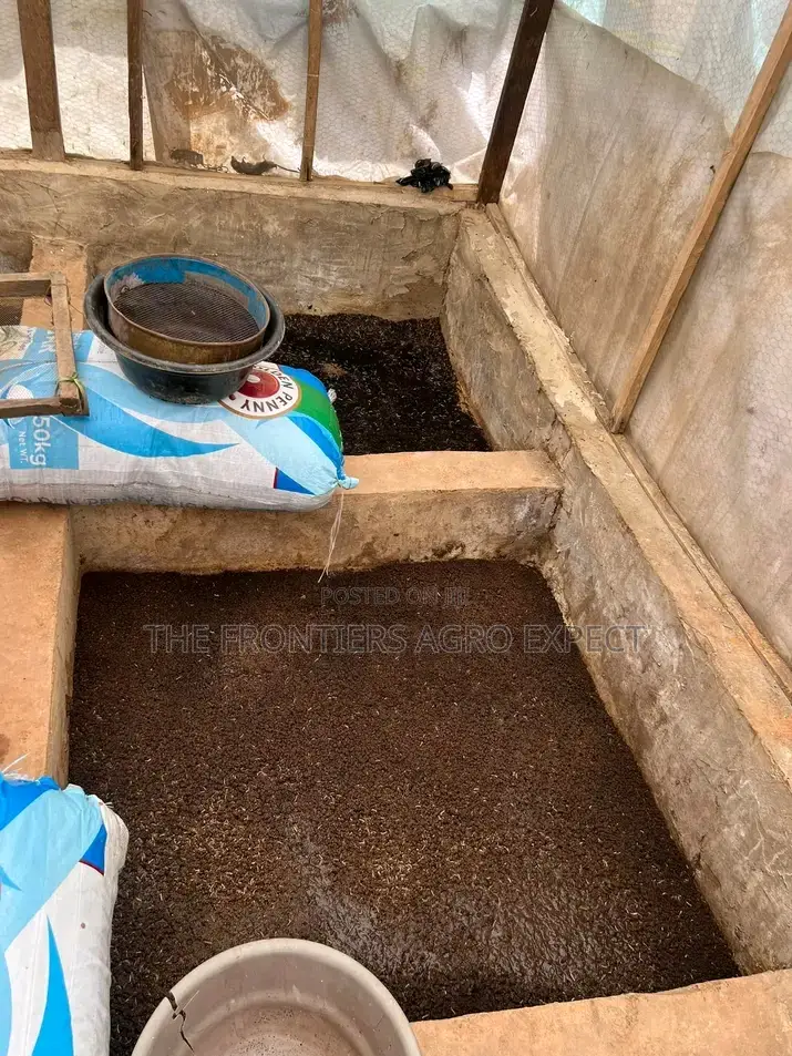 Black Soldier Fly Larvae Feed Production