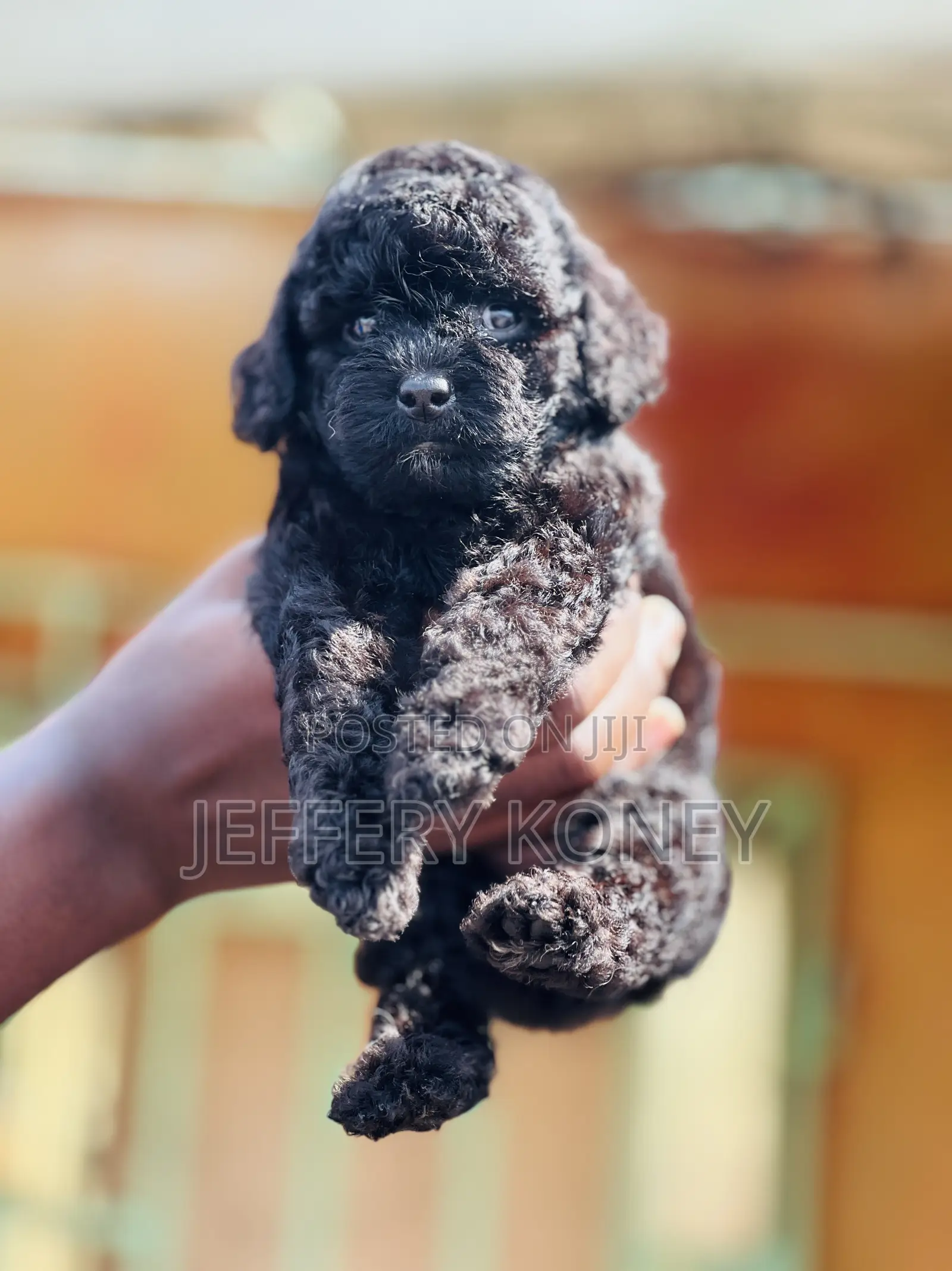 1-3 months Male Purebred Poodle