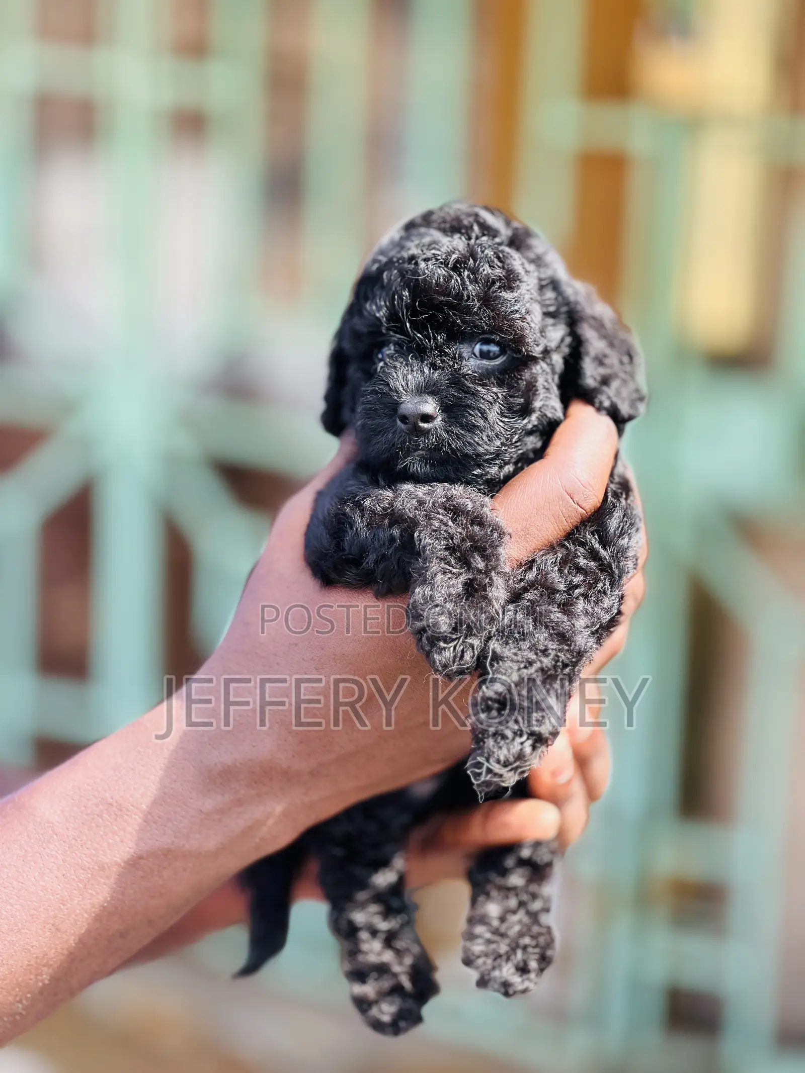 1-3 months Male Purebred Poodle