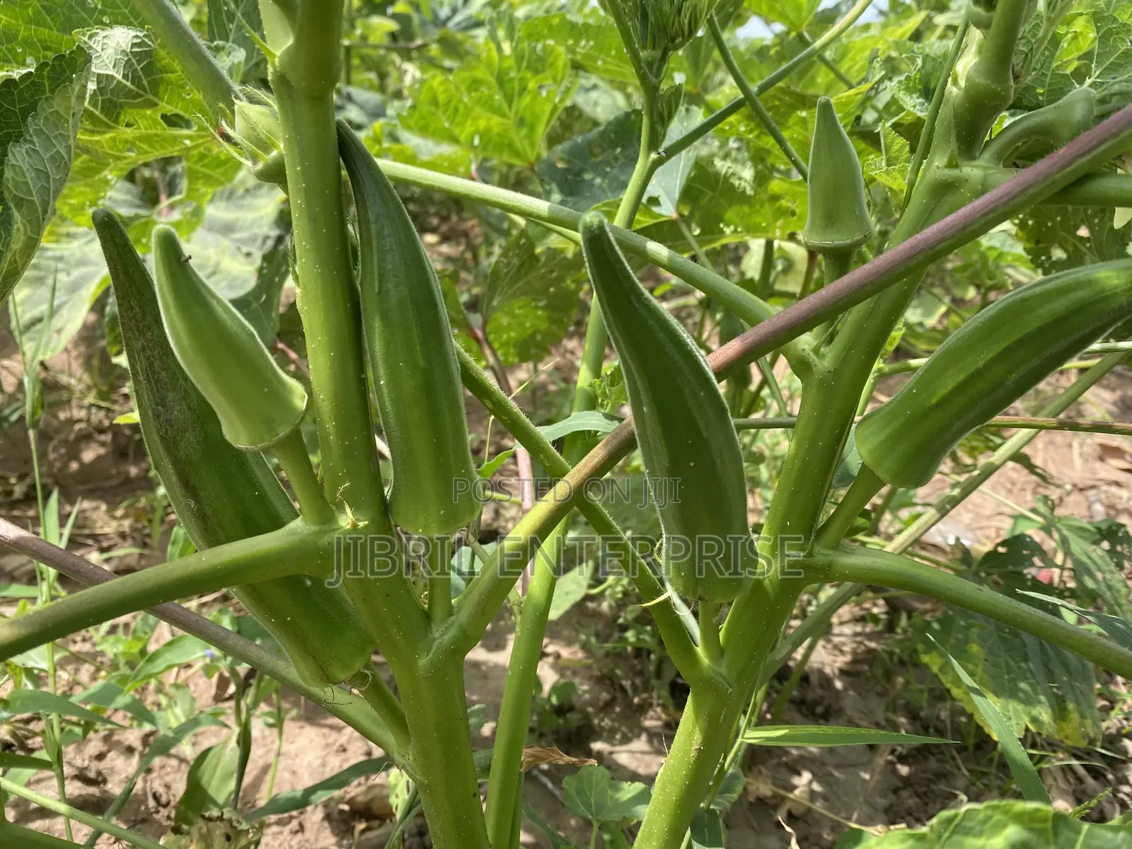 40 Days Certified Ladies Finger/Indiana Okro, Non Hybrid