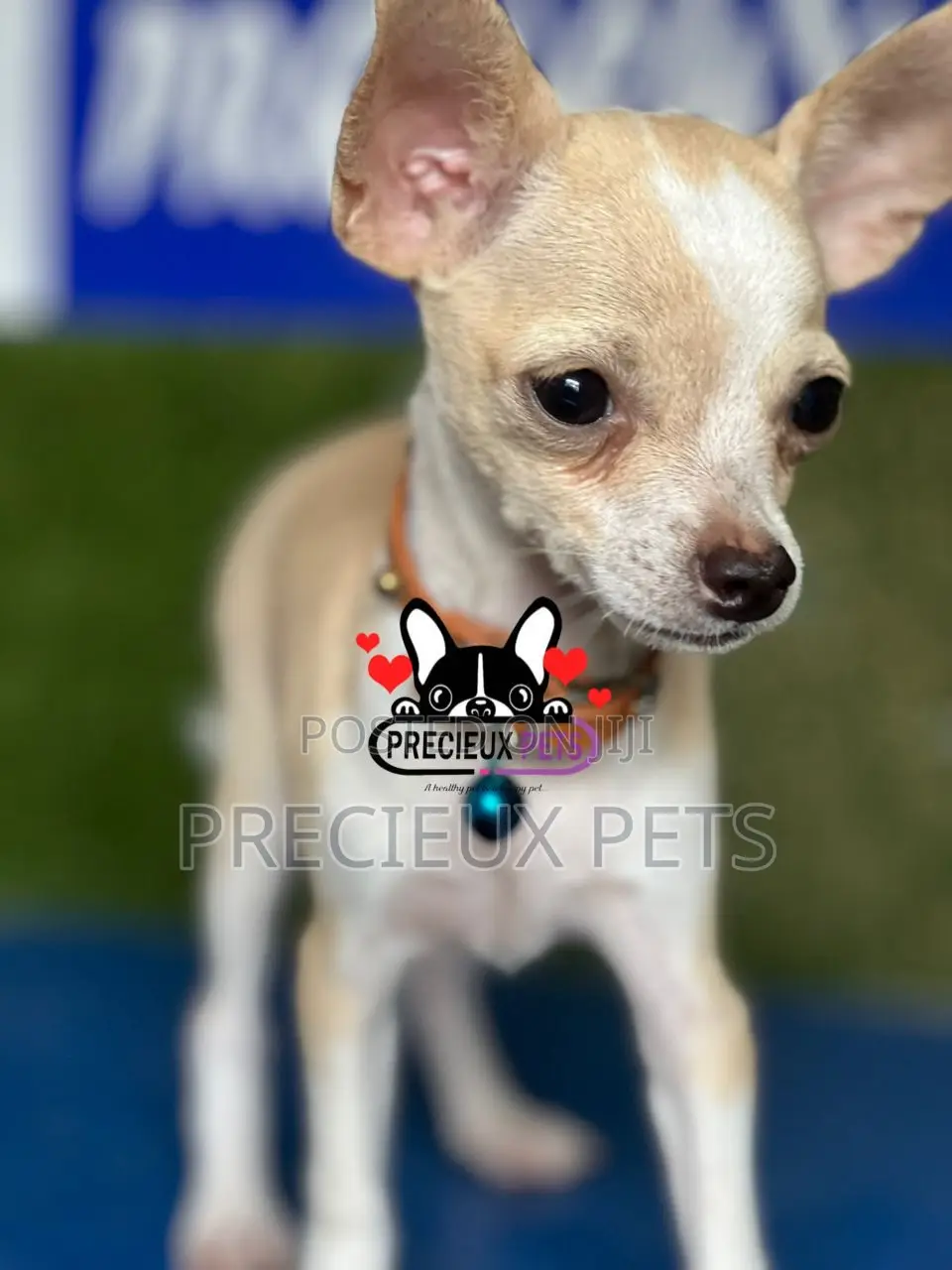 1-3 months Male Purebred Chihuahua