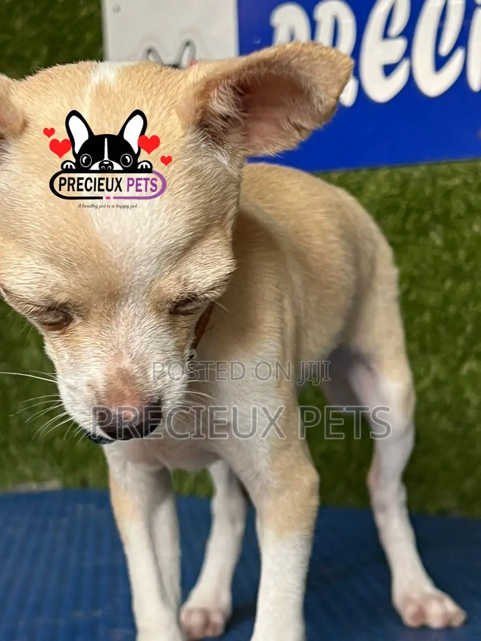 1-3 months Male Purebred Chihuahua