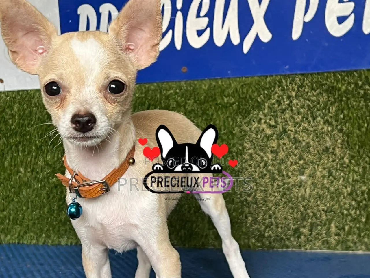 1-3 months Female Purebred Chihuahua