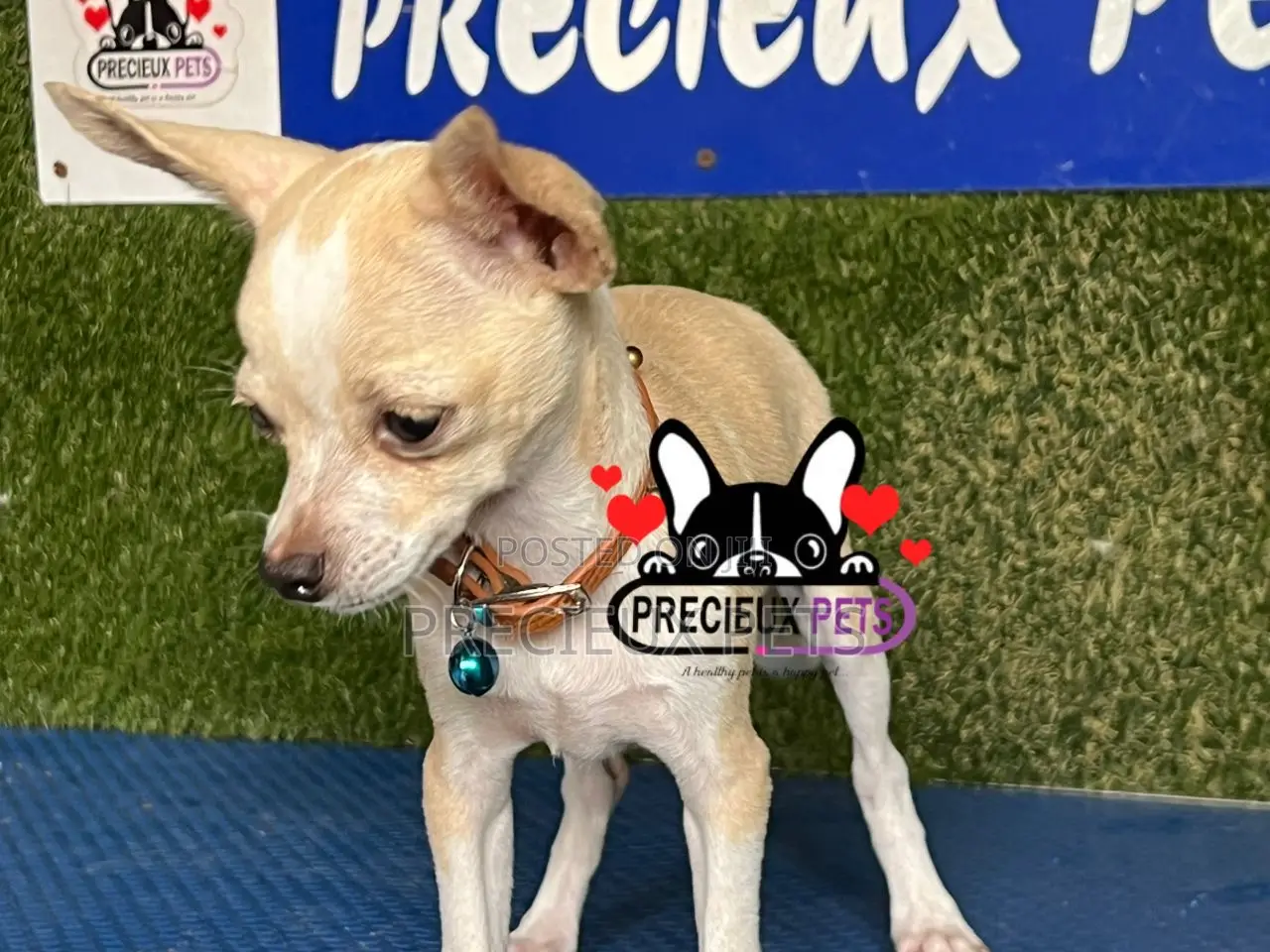 1-3 months Female Purebred Chihuahua