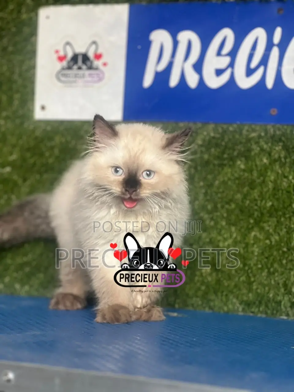 1-3 months Male Purebred Persian