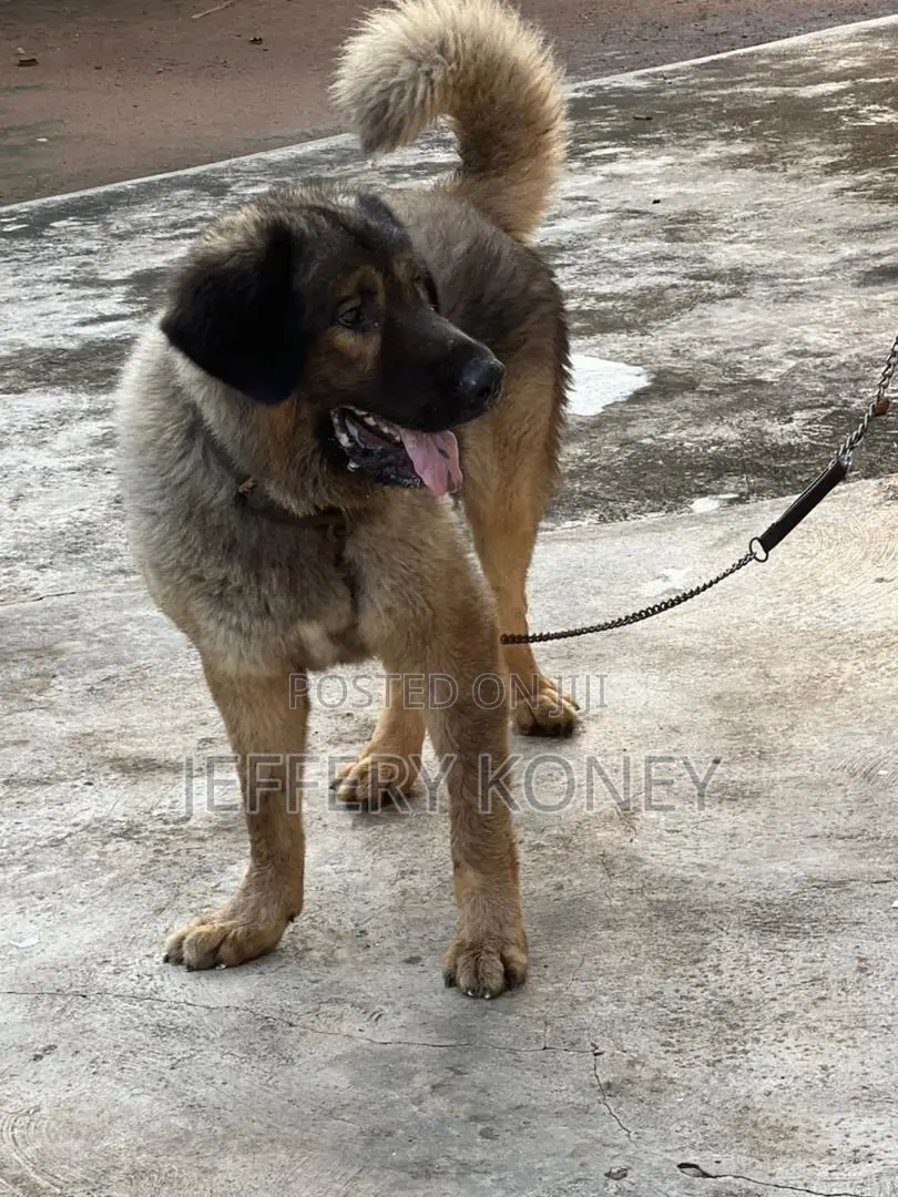 1+ year Male Purebred Caucasian Shepherd