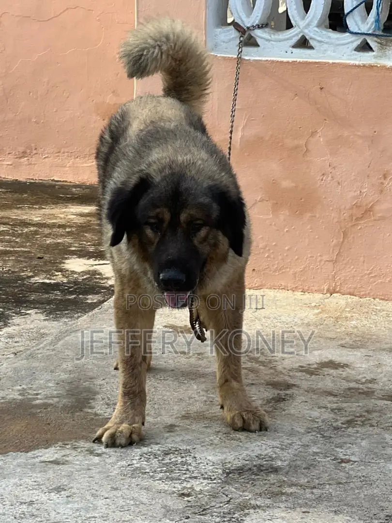 1+ year Male Purebred Caucasian Shepherd
