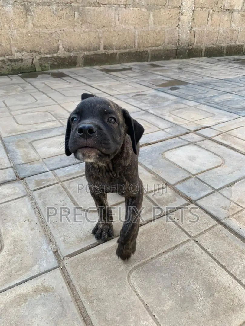 1-3 months Female Purebred Boerboel