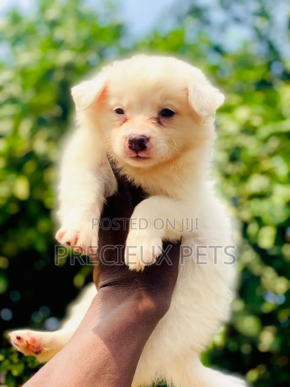 1-3 months Female Purebred American Eskimo
