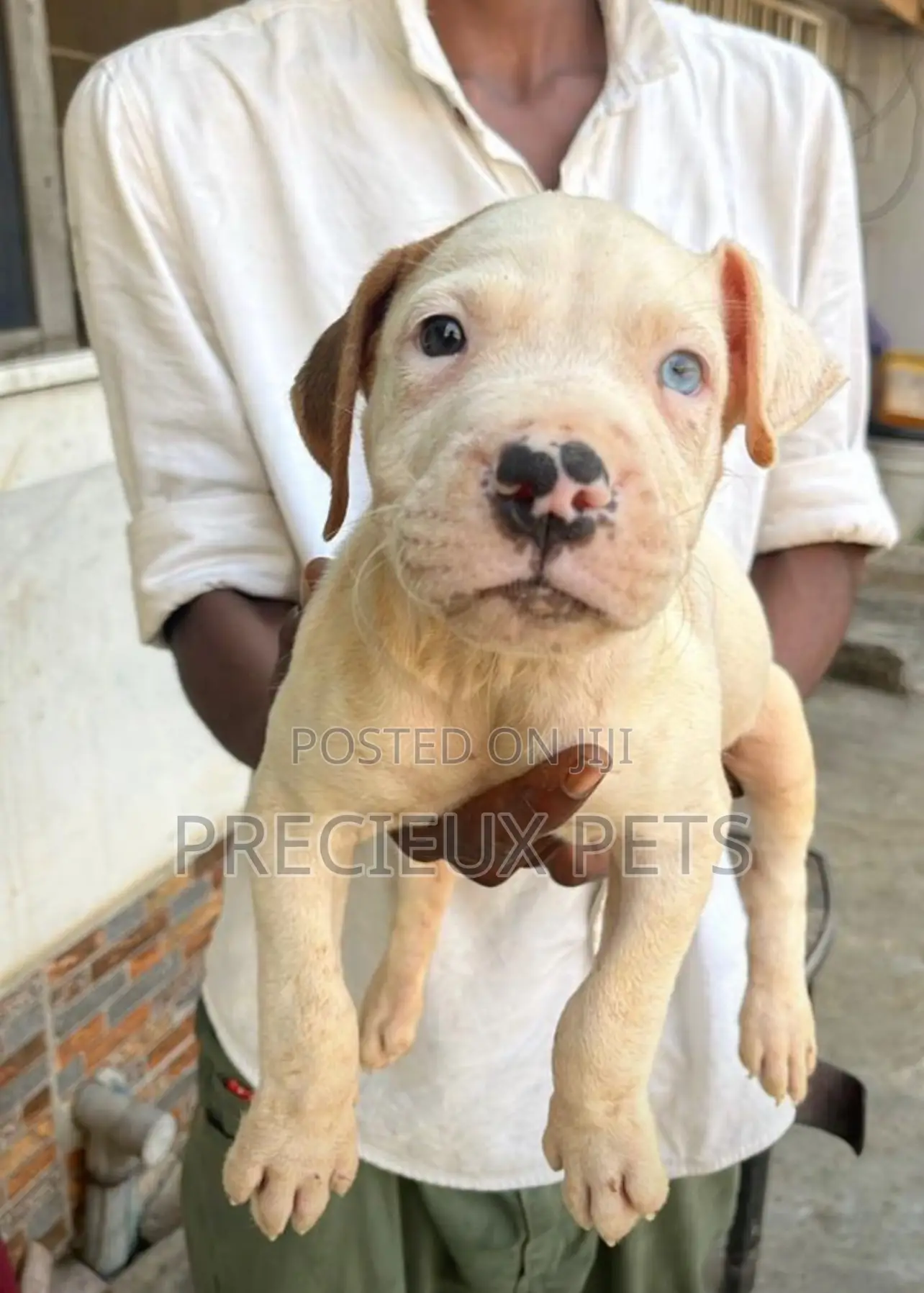 1-3 months Female Purebred American Pit Bull Terrier