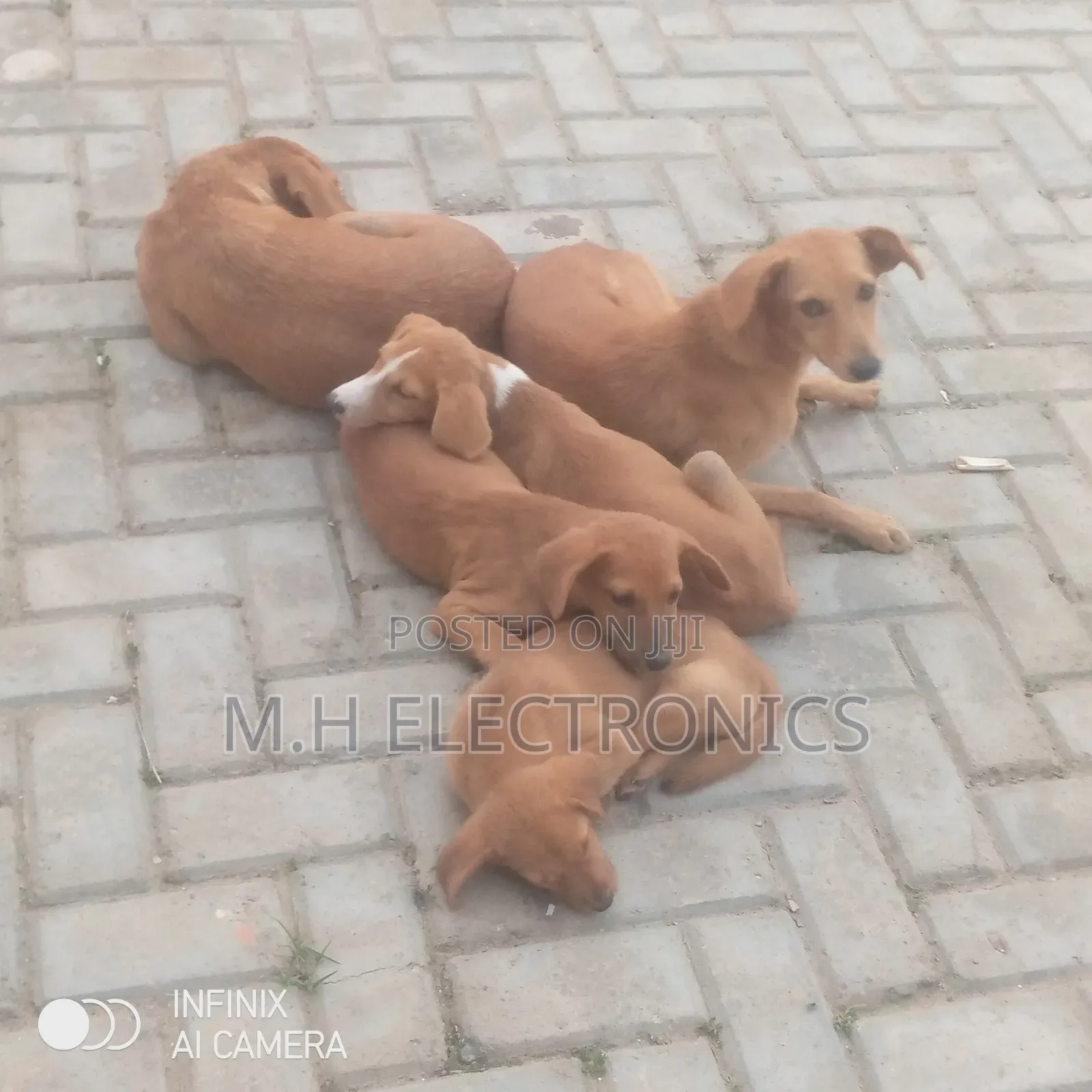 6-12 months Male Mixed Breed Dog