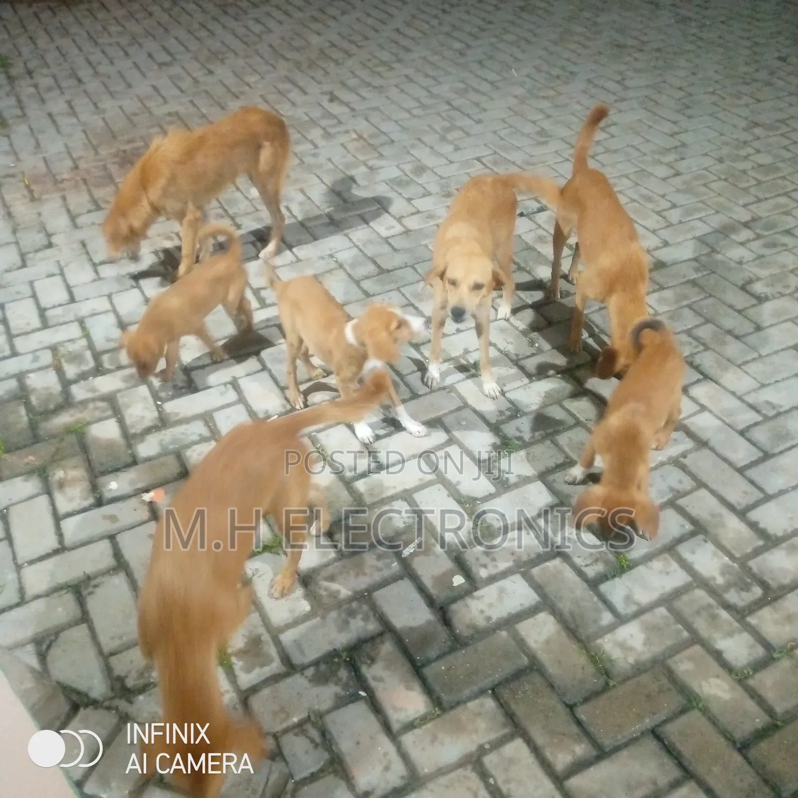 6-12 months Male Mixed Breed Dog