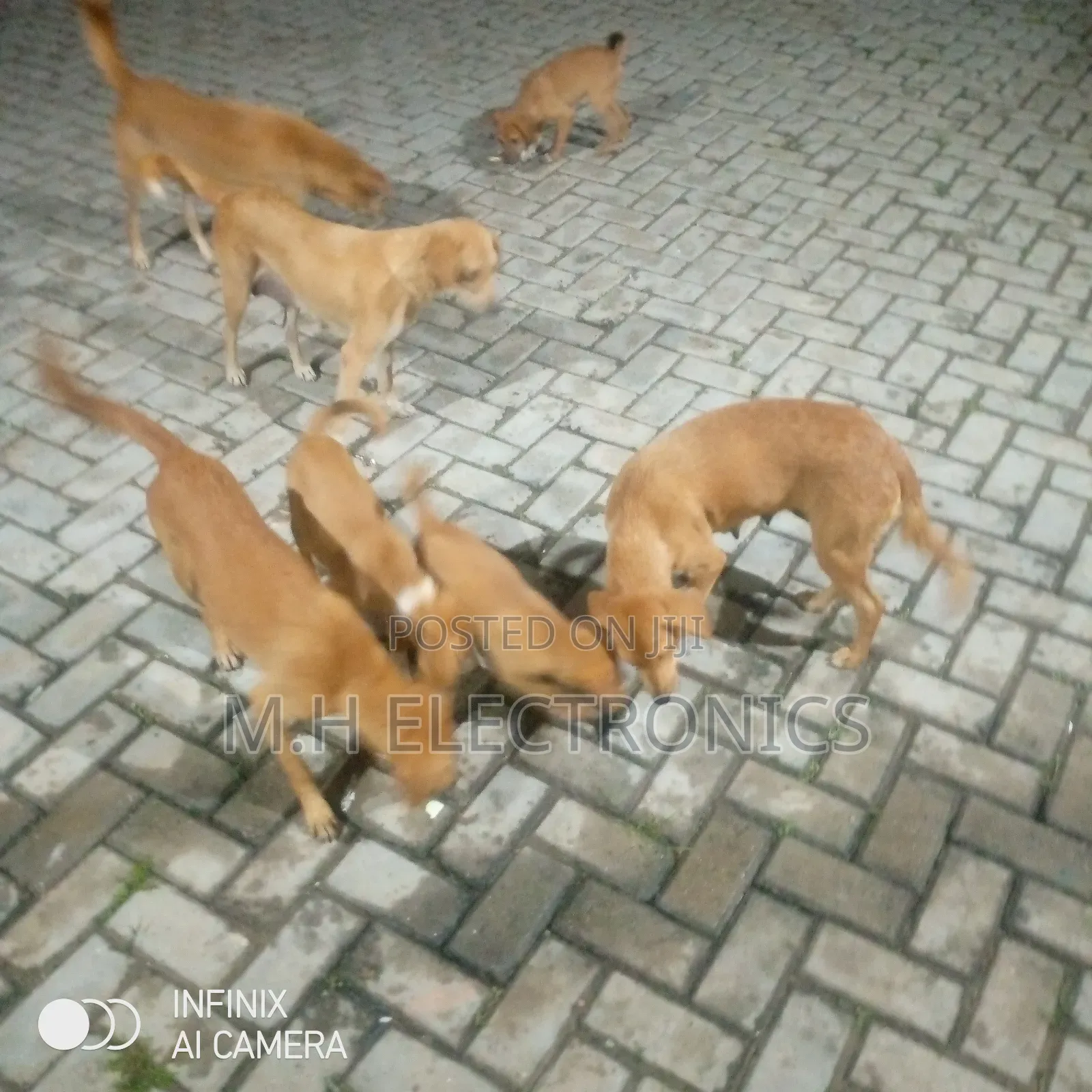 6-12 months Male Mixed Breed Dog