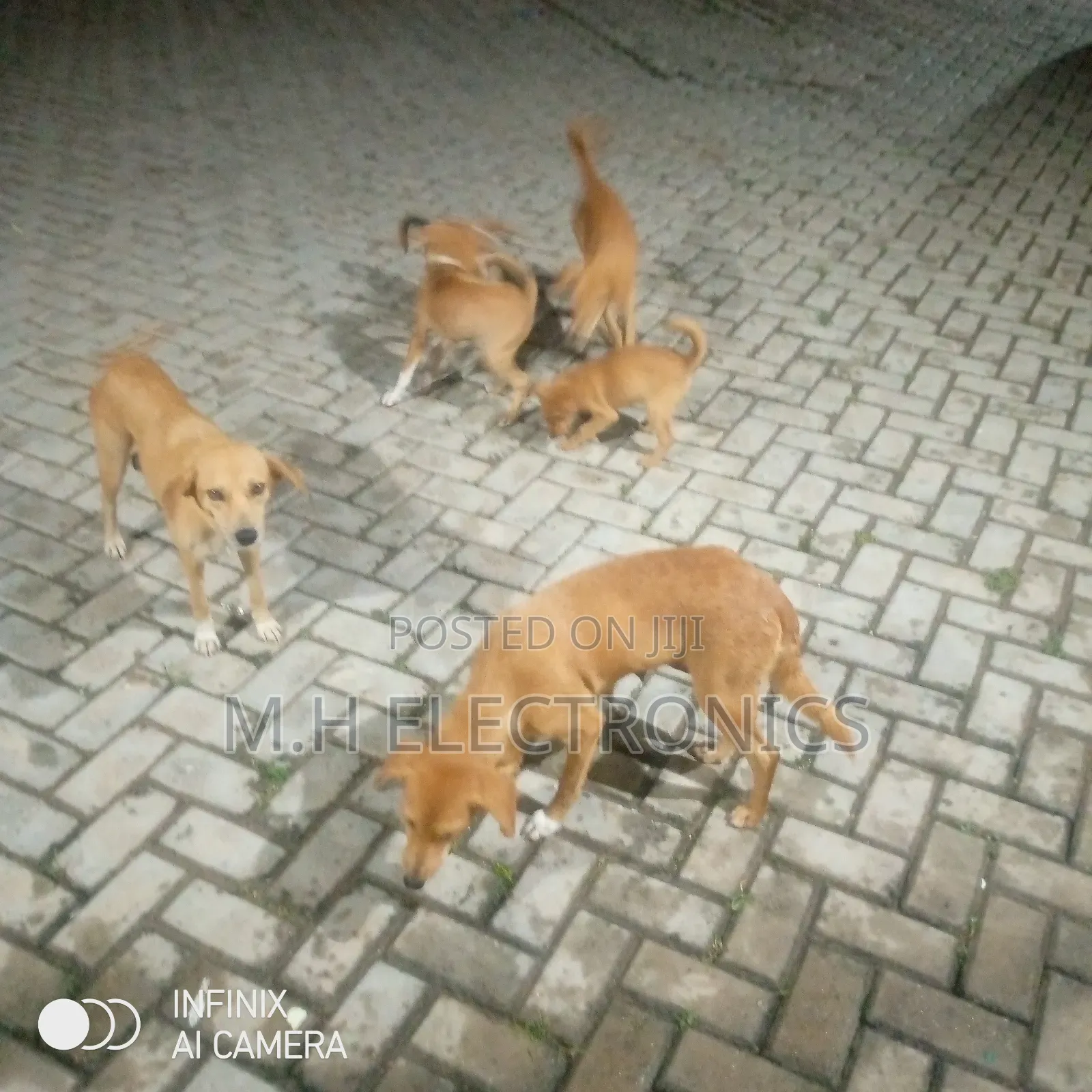 6-12 months Male Mixed Breed Dog