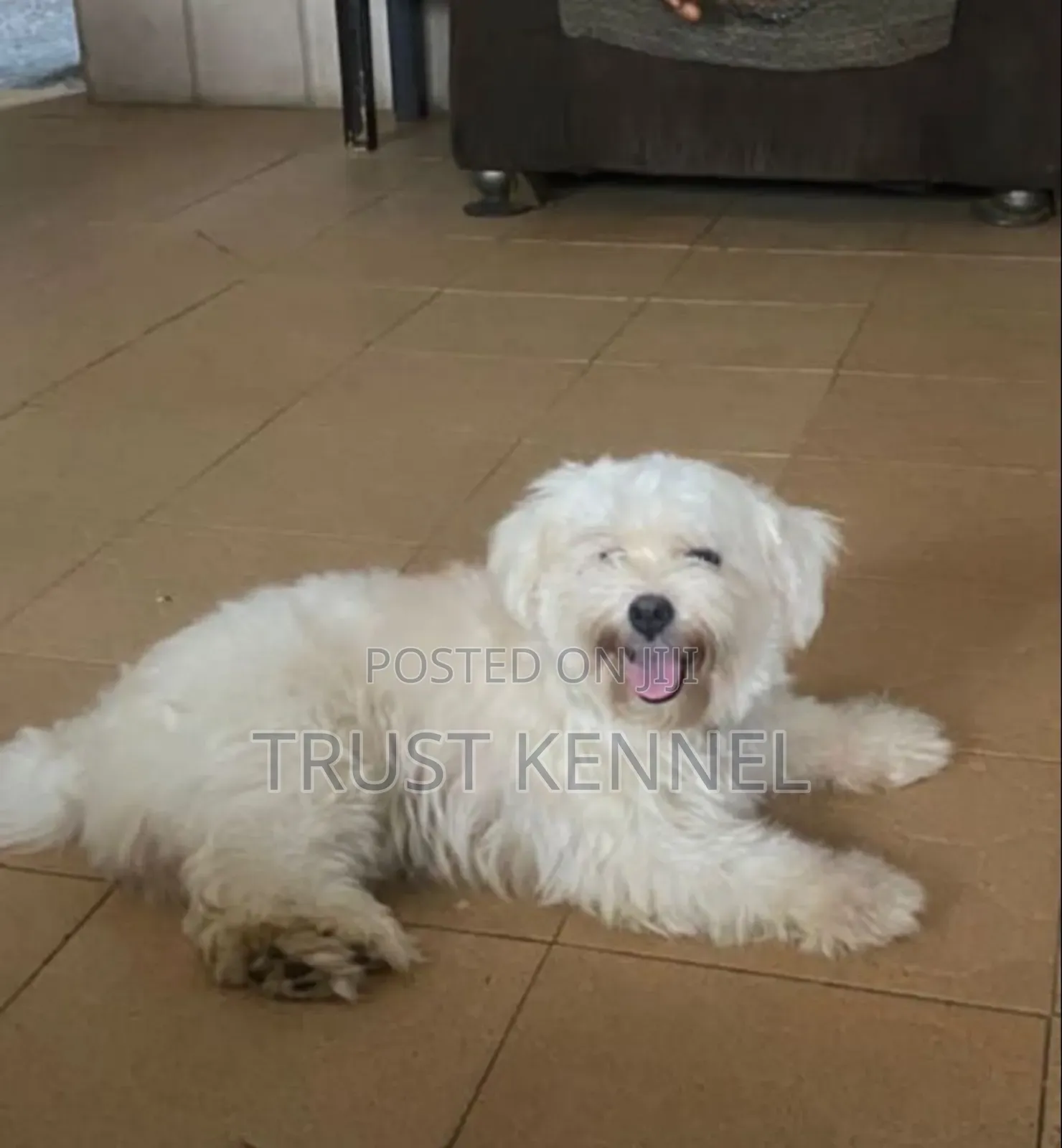 1-3 months Male Purebred Maltese