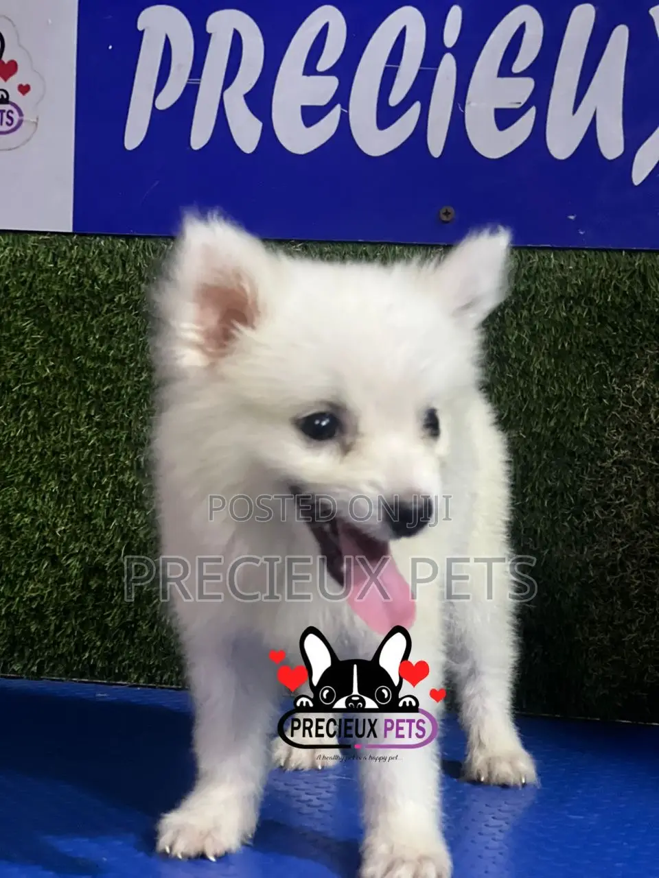 1-3 months Female Purebred American Eskimo
