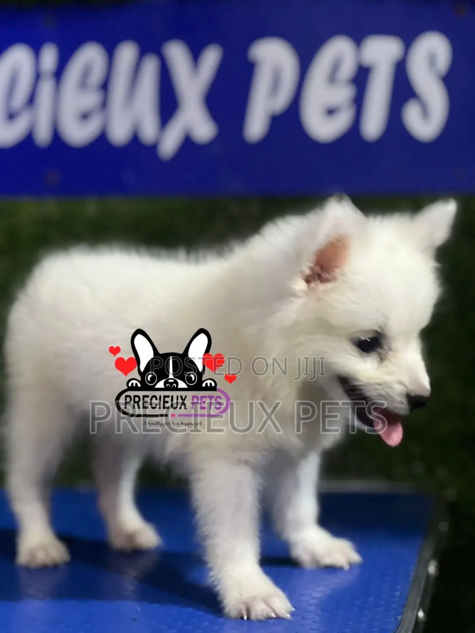 1-3 months Female Purebred American Eskimo