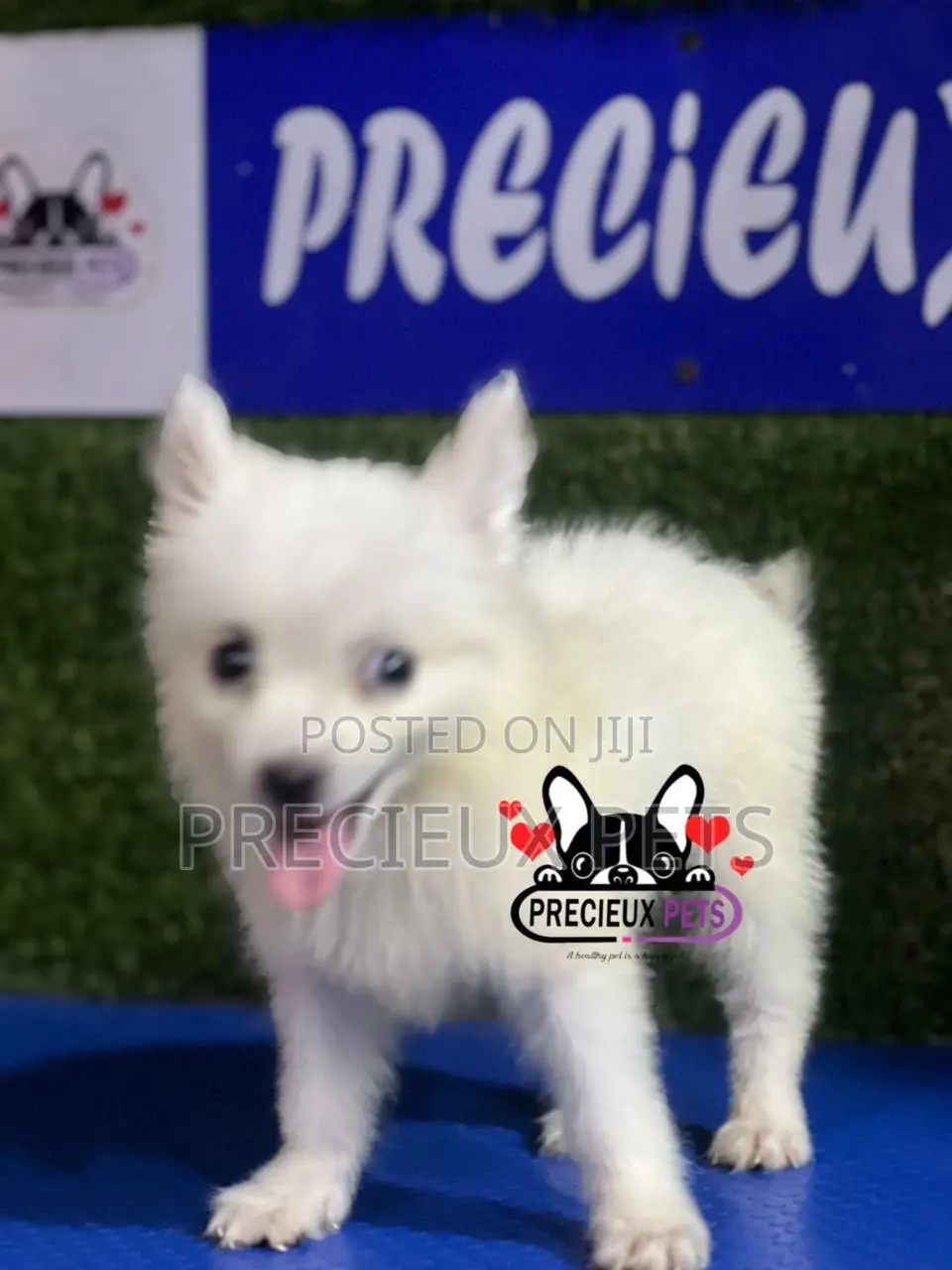 1-3 months Female Purebred American Eskimo