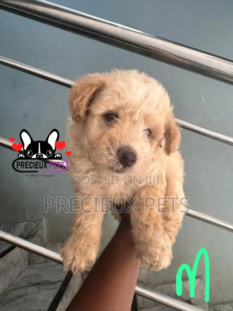 1-3 months Male Purebred Poodle