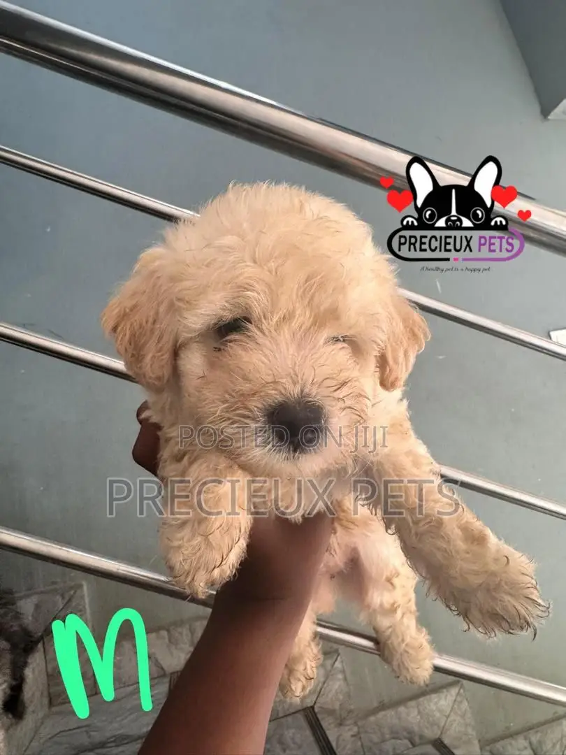 1-3 months Male Purebred Poodle