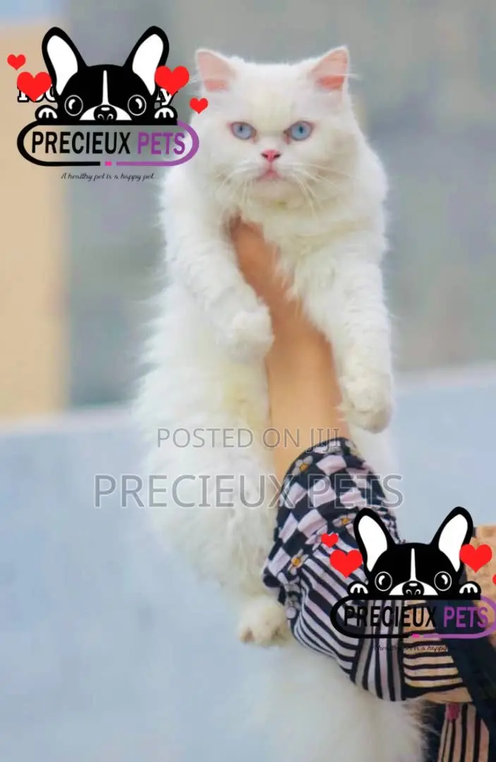 1-3 months Female Purebred Persian