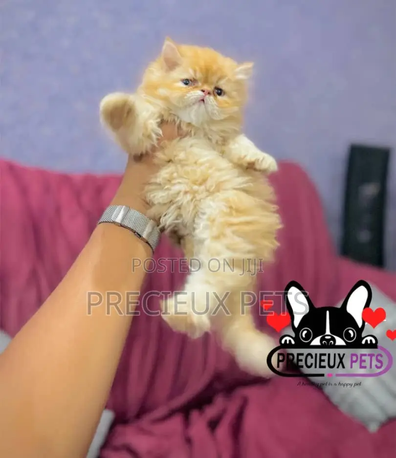 1-3 months Female Purebred Persian