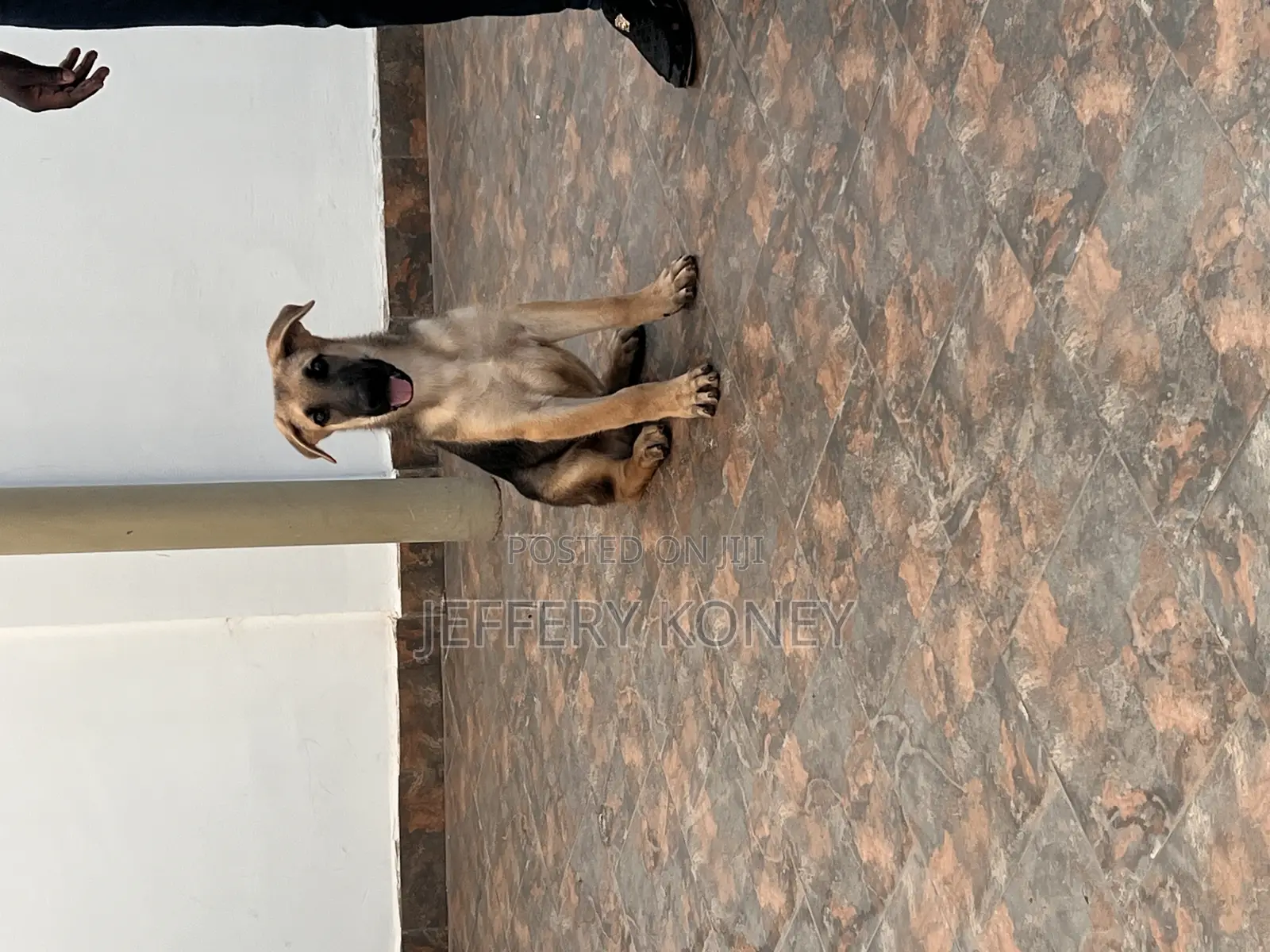 3-6 months Male Purebred German Shepherd