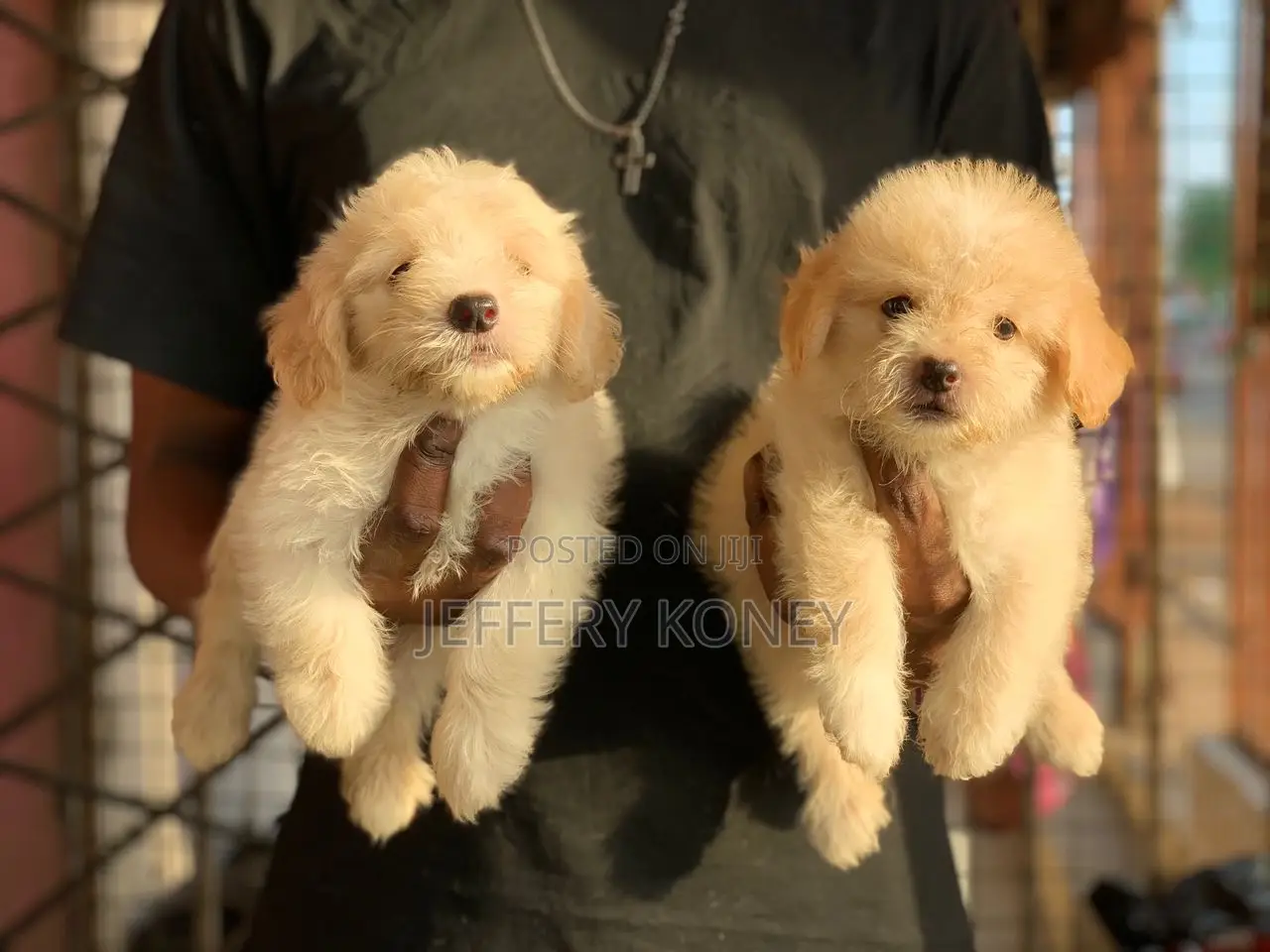 1-3 months Female Purebred Poodle