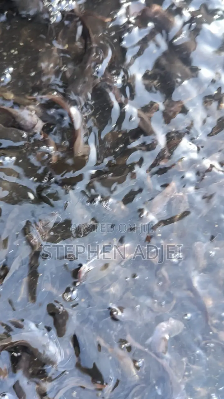 Healthy Catfish and Tilapia Fingerlings Available