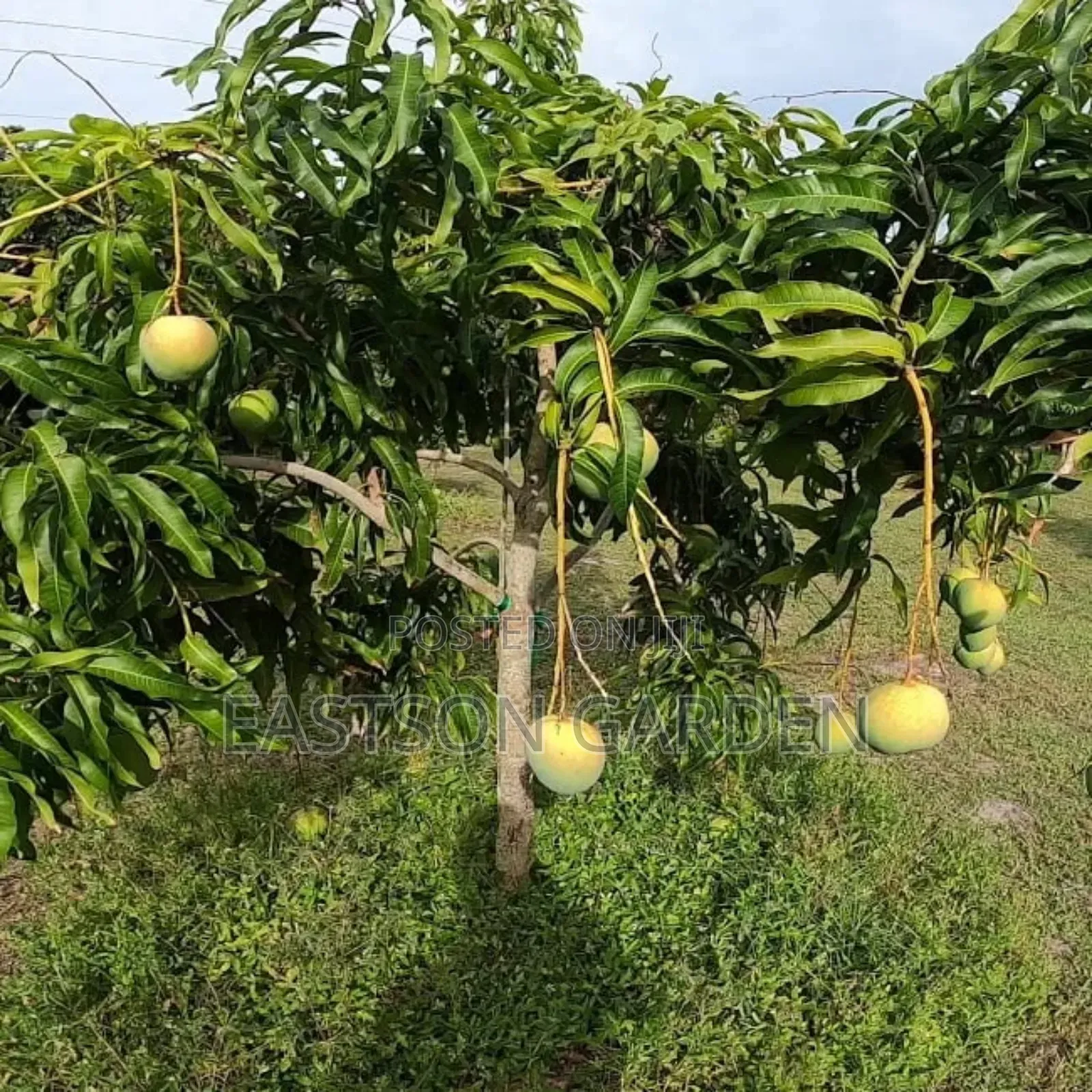 Dwarf Apple Mango Seedlings