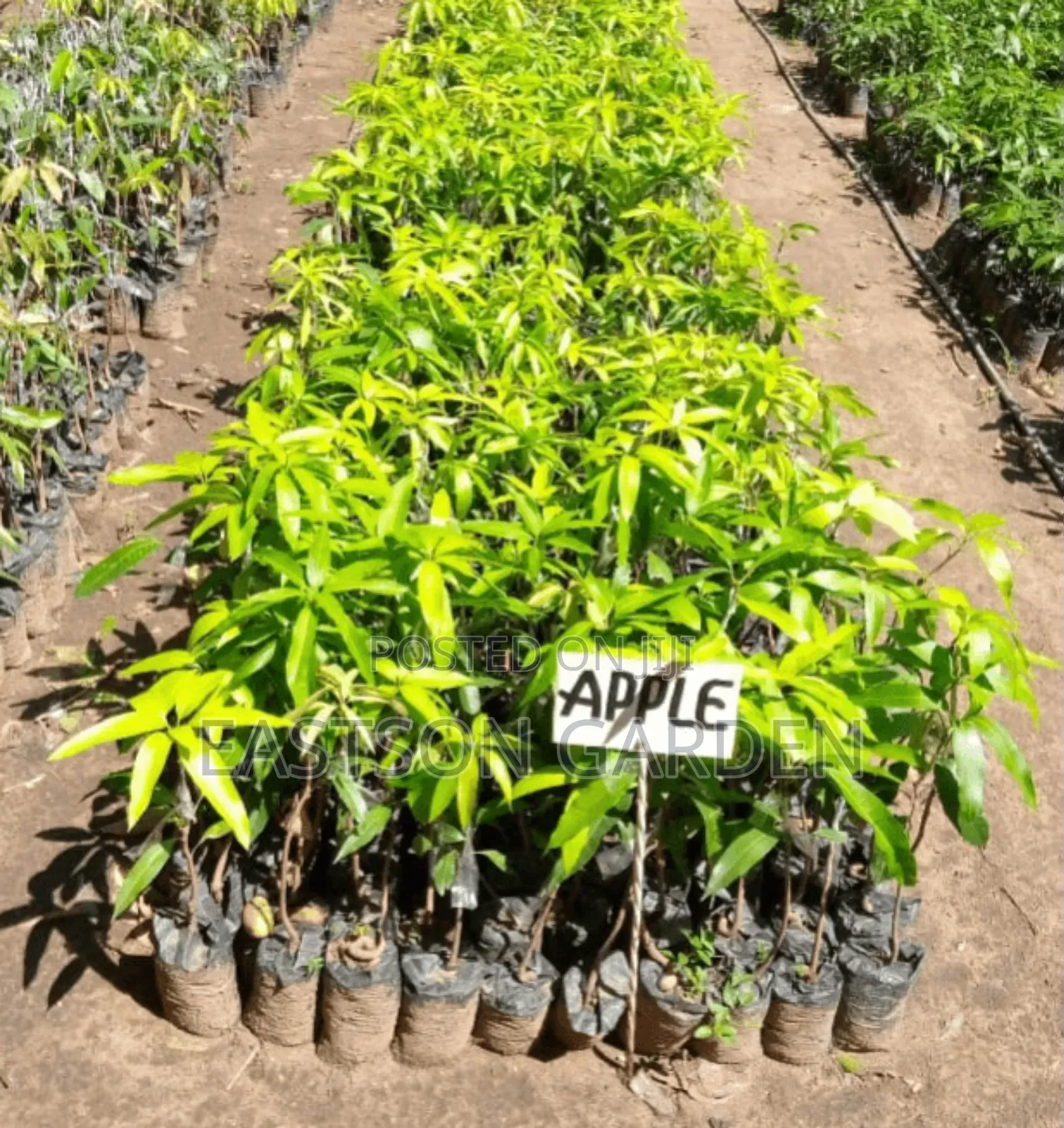 Dwarf Apple Mango Seedlings