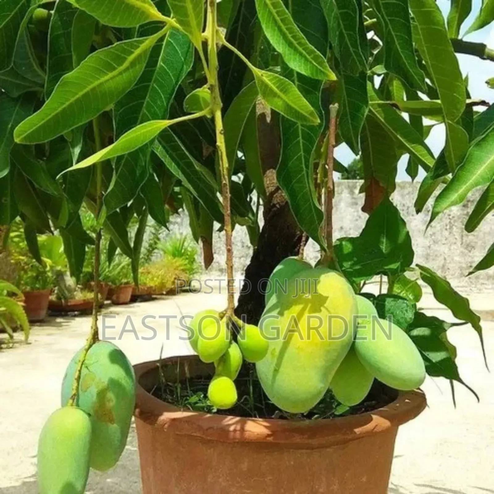 Dwarf Apple Mango Seedlings