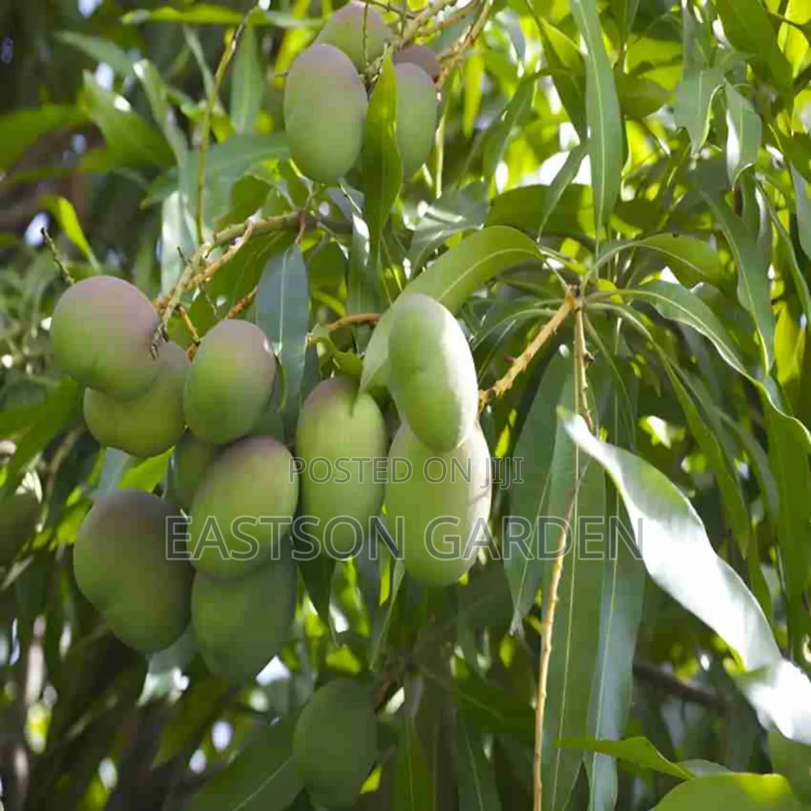 Dwarf Apple Mango Seedlings