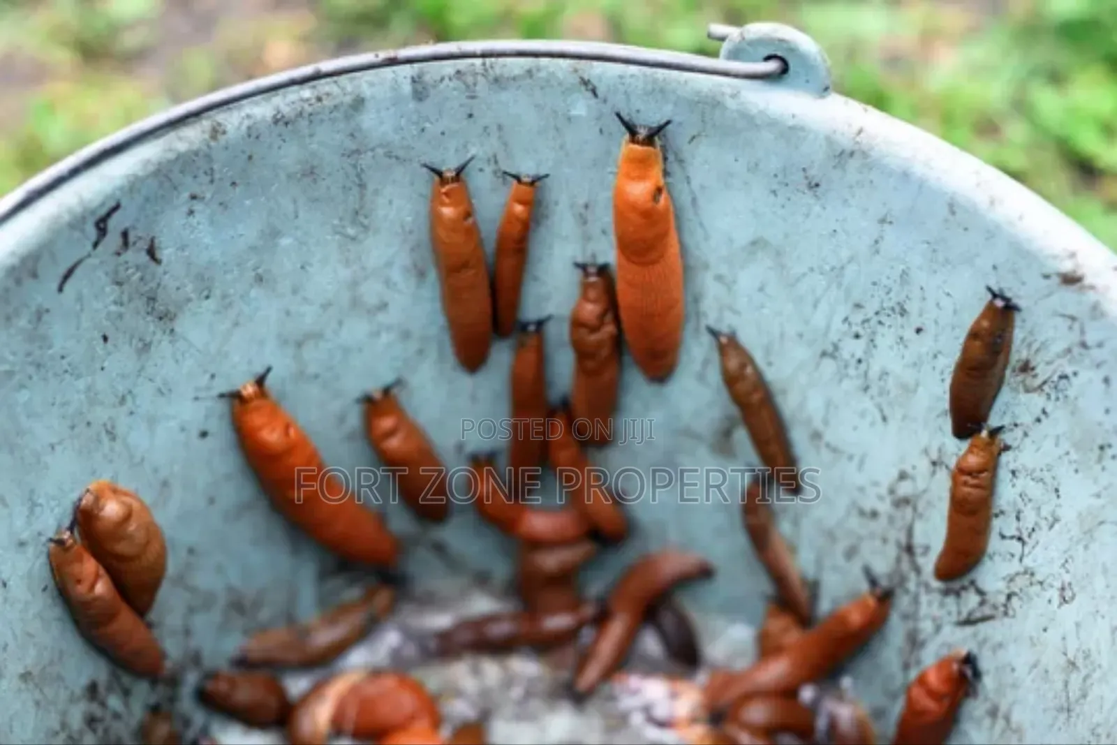 Daily Pest Treatment