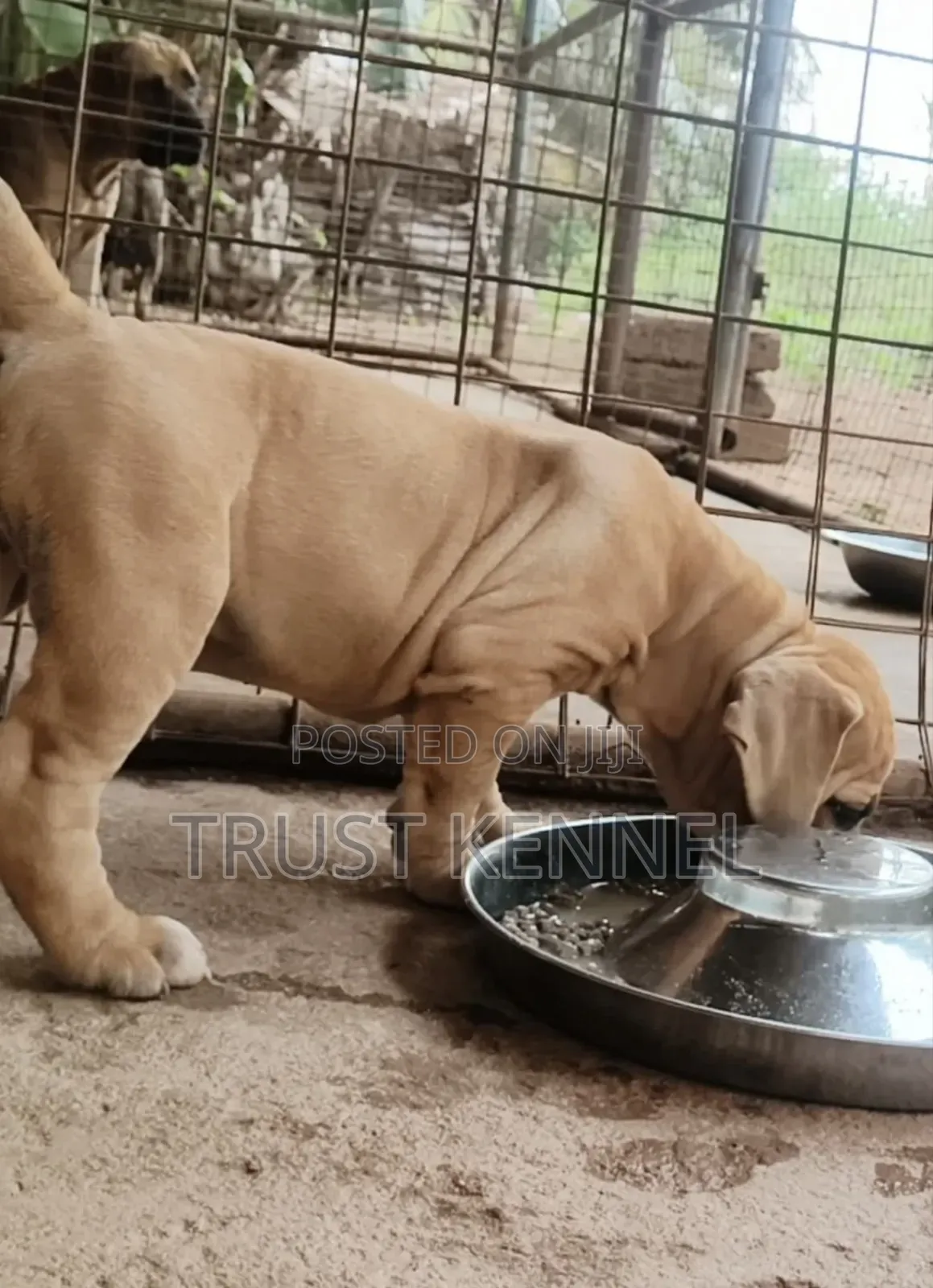 1-3 months Female Purebred Boerboel