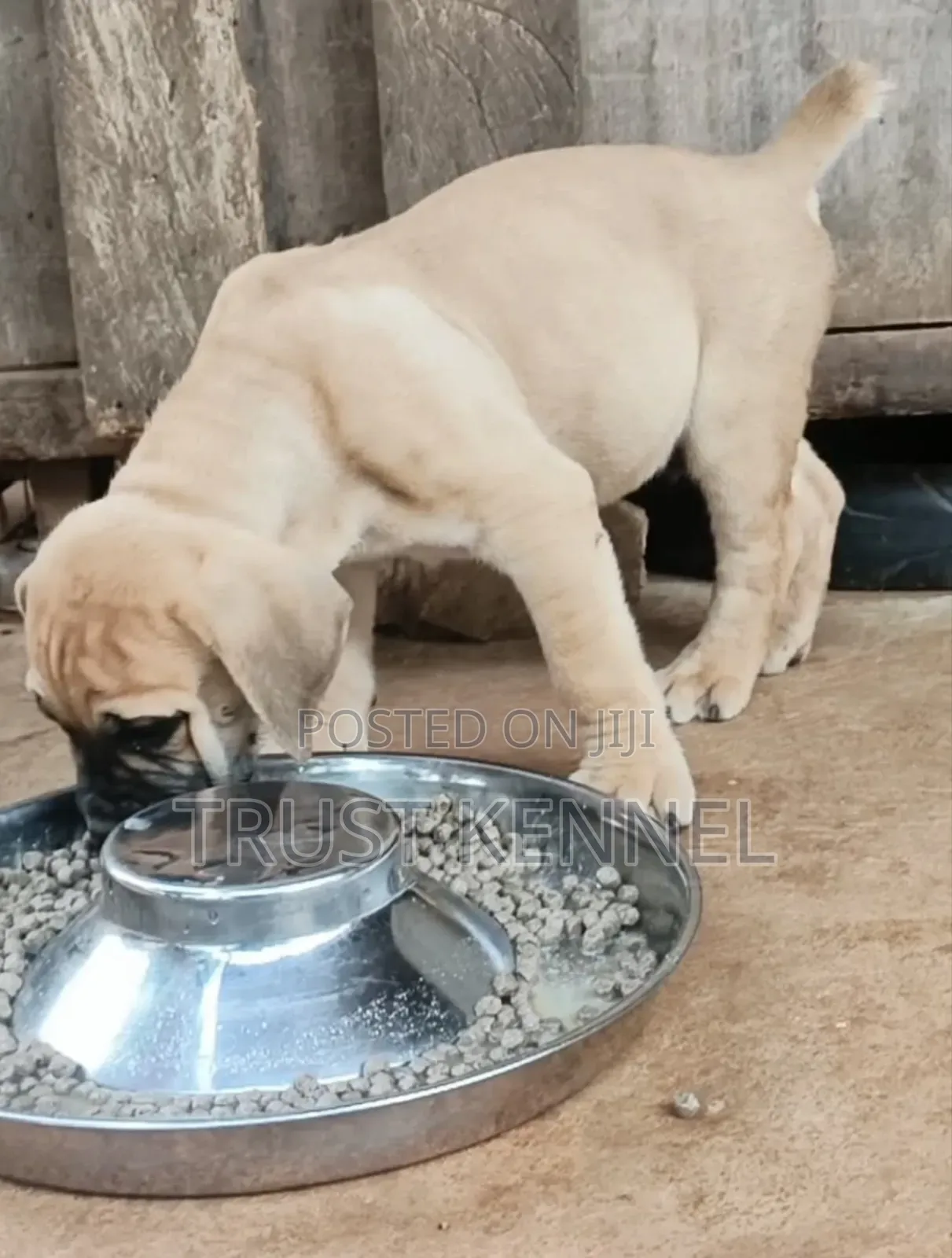 1-3 months Female Purebred Boerboel